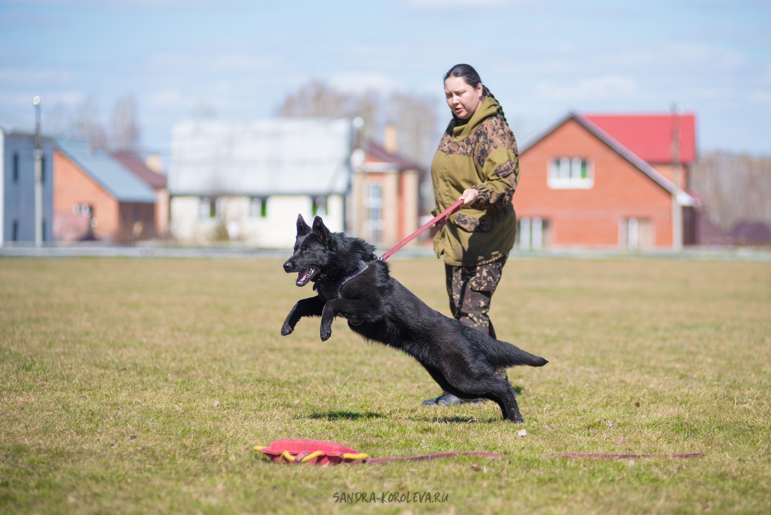 Тренинг с Сергеем Усковым май 2021 г.Тюмень. Дог-фотограф в Тюмени Александра Королева