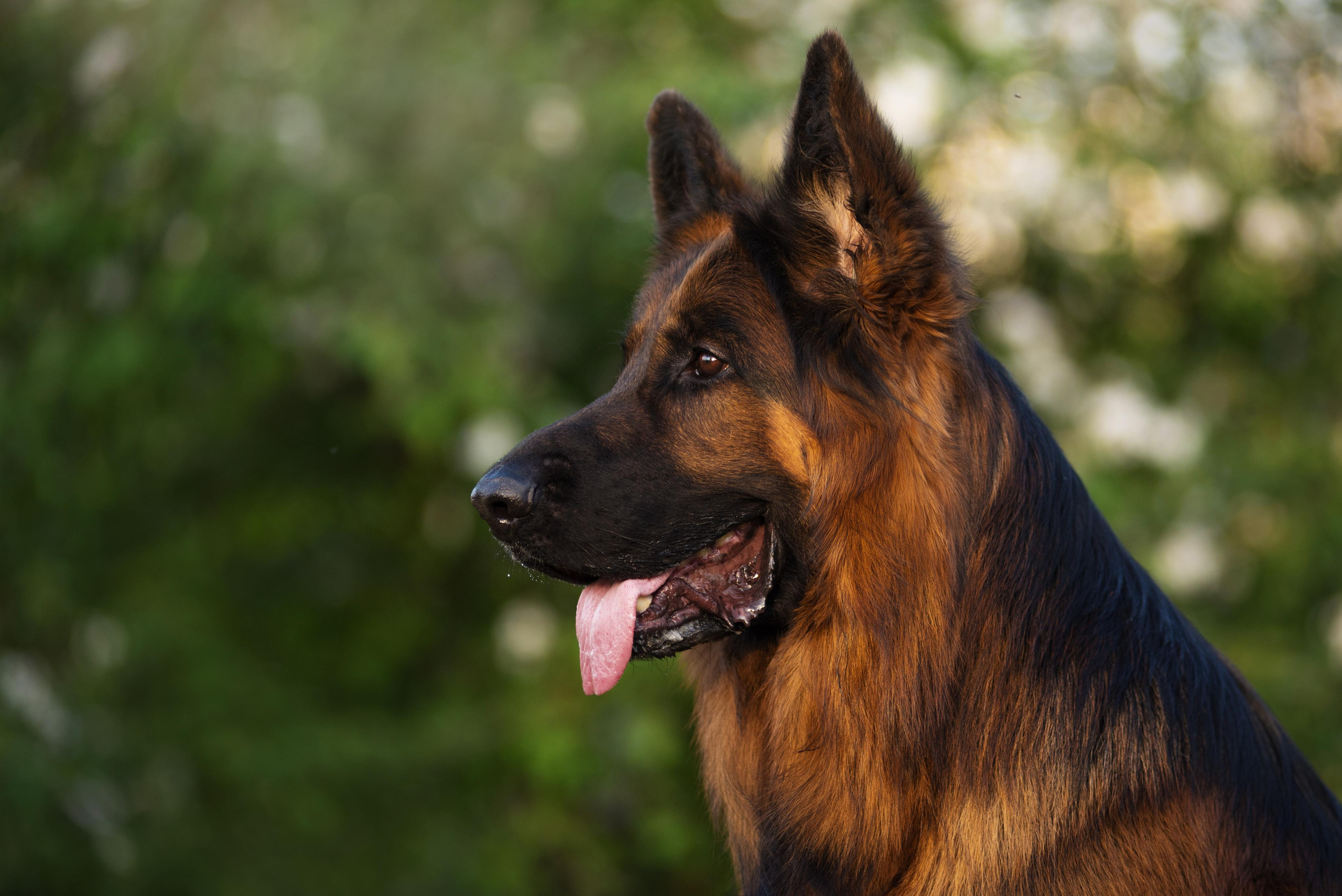 Немецкая овчарка Штерн Рэджен Маэстро. Дог-фотограф в Тюмени Александра Королева