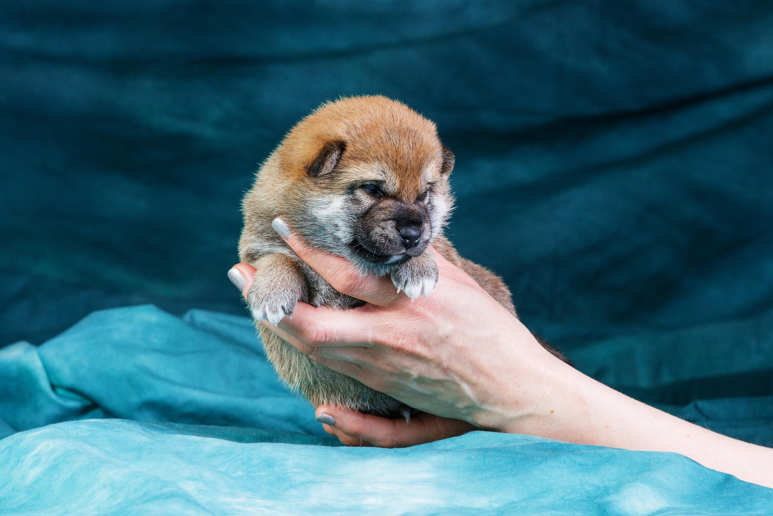 Маленькие сибы <3. Дог-фотограф в Тюмени Александра Королева