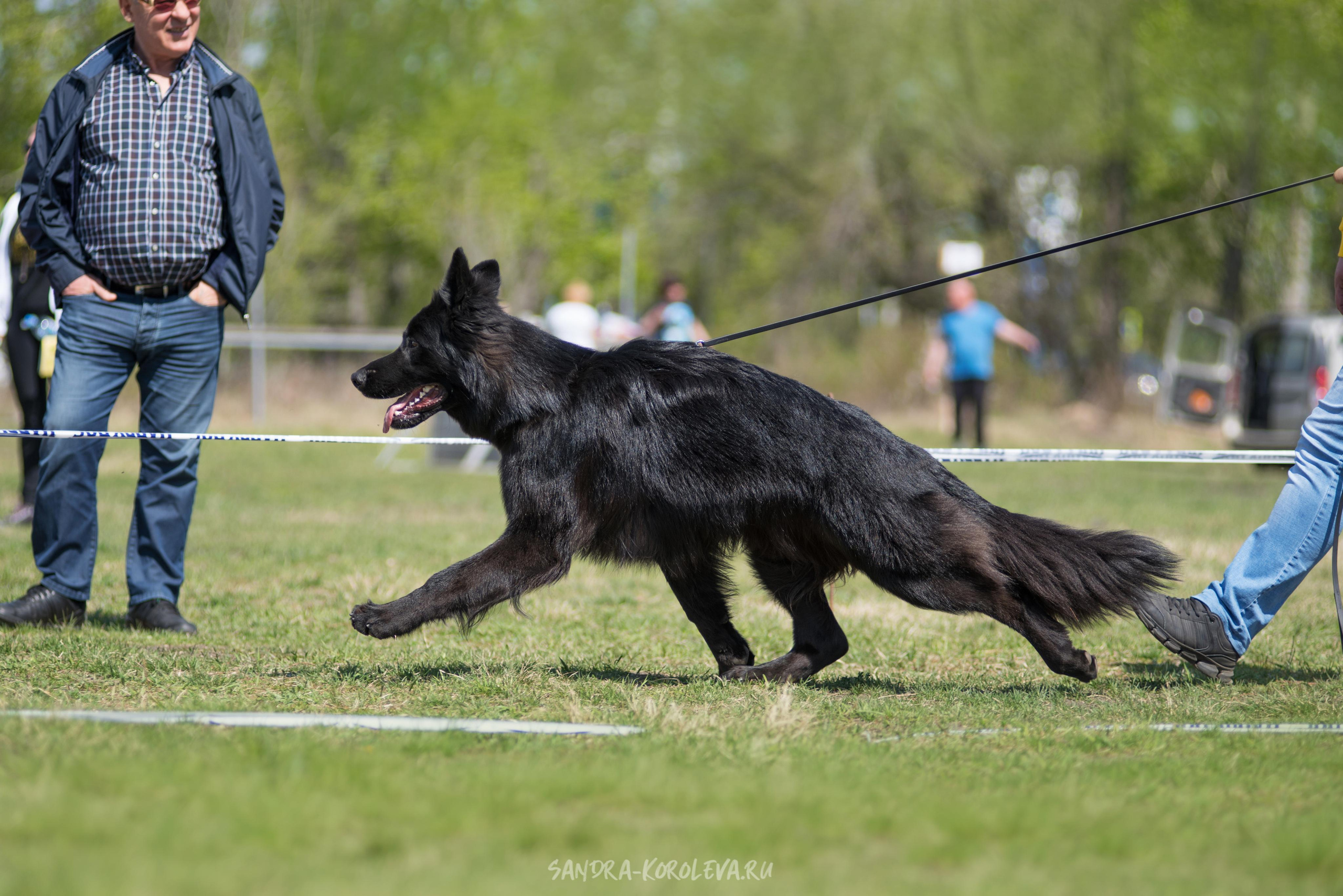 Монопородная выставка немецких овчарок 8 мая г. Челябинск. Дог-фотограф в Тюмени Александра Королева
