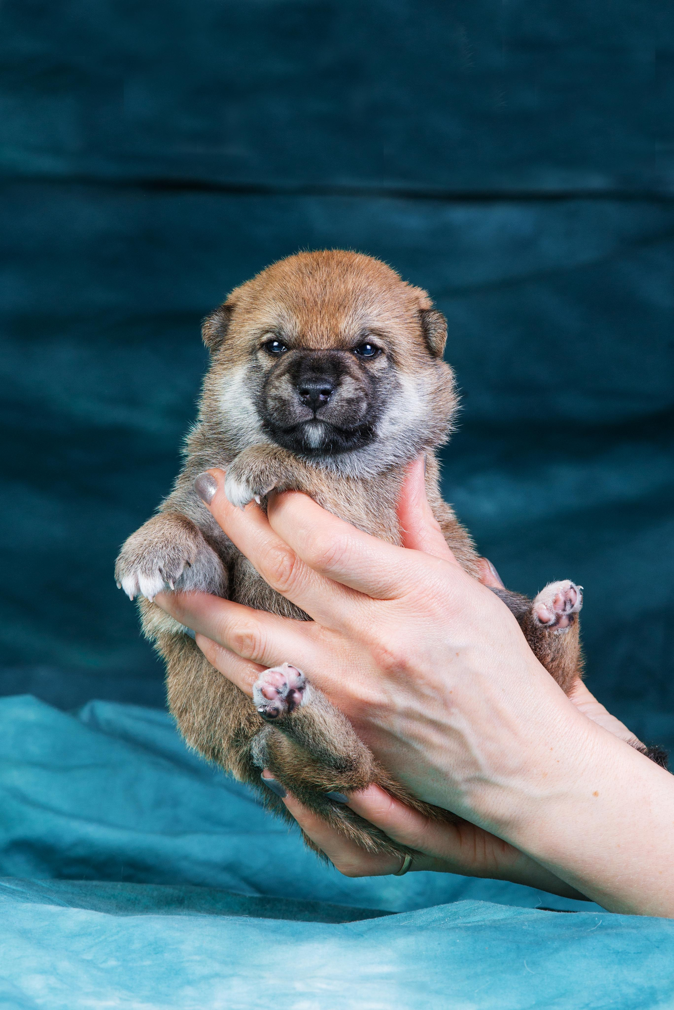 Маленькие сибы <3. Дог-фотограф в Тюмени Александра Королева