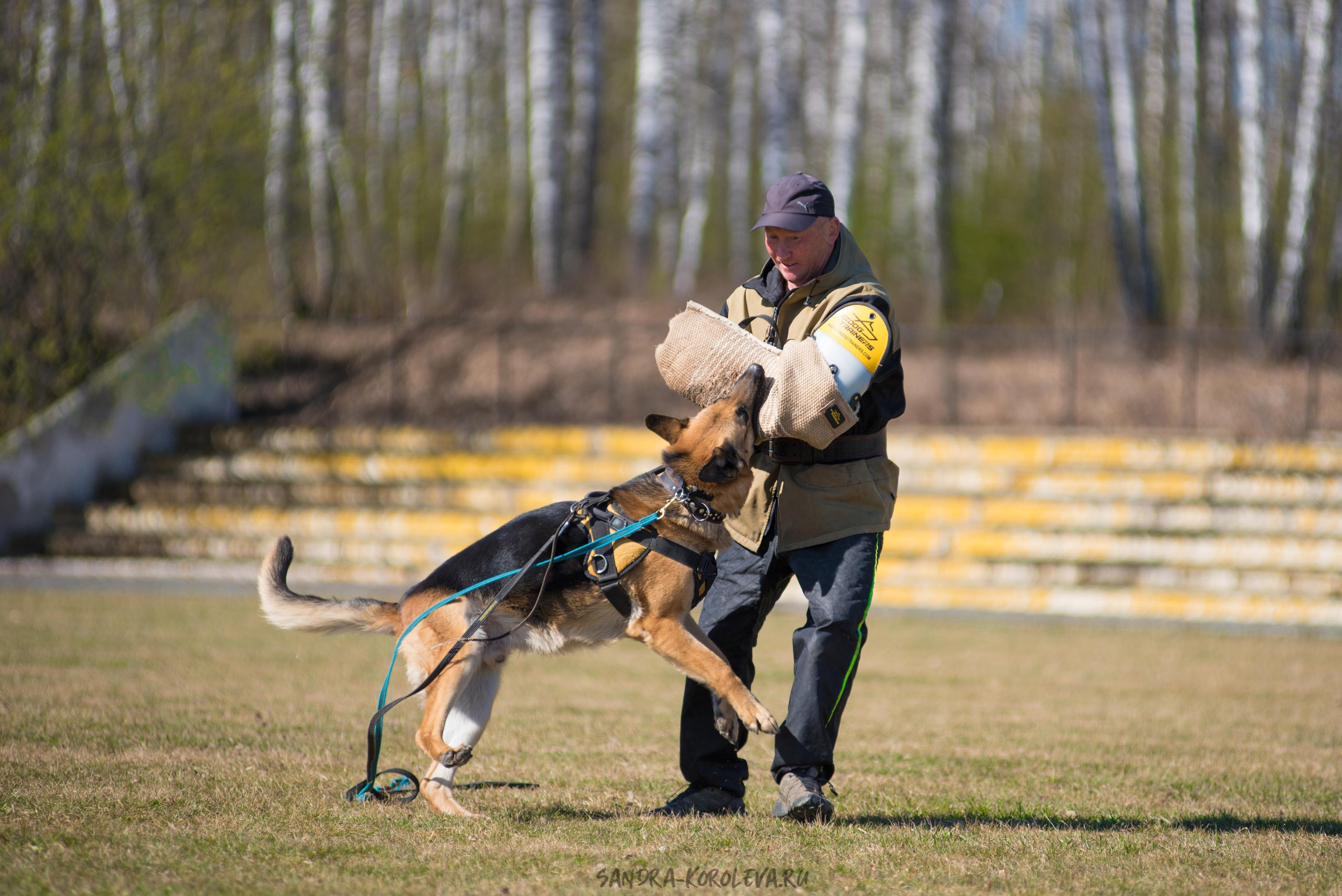 Тренинг с Сергеем Усковым май 2021 г.Тюмень. Дог-фотограф в Тюмени Александра Королева