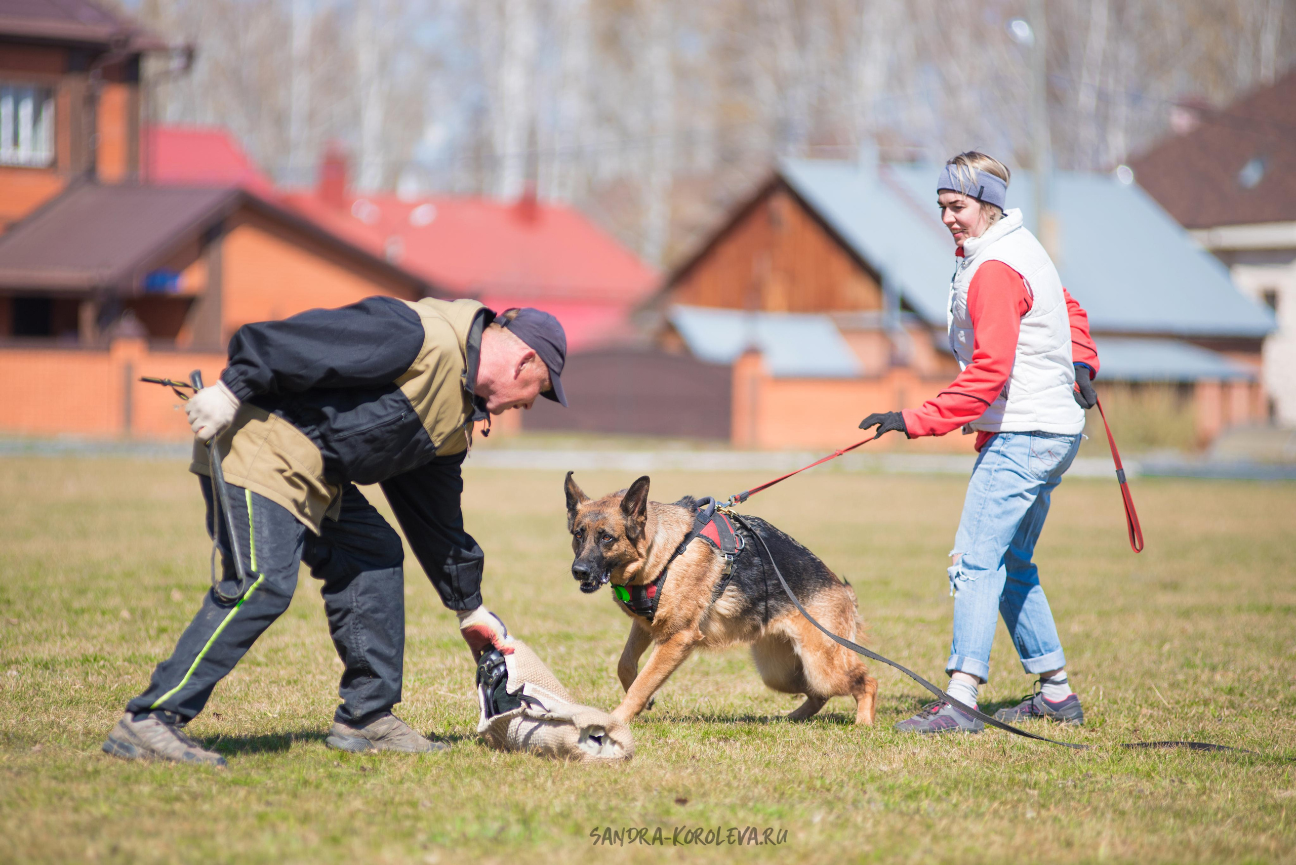 Тренинг с Сергеем Усковым май 2021 г.Тюмень. Дог-фотограф в Тюмени Александра Королева