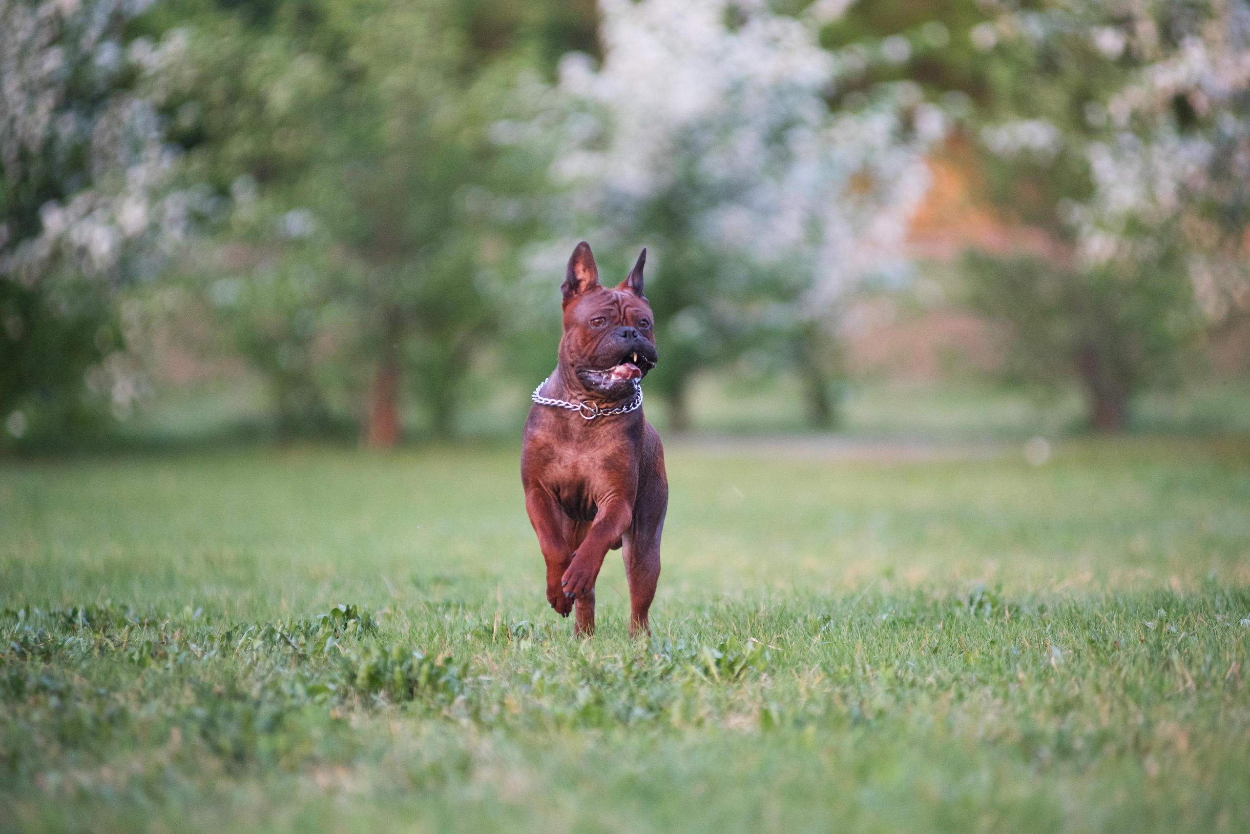Тюменские чунцины Лева и Лисса. Дог-фотограф в Тюмени Александра Королева