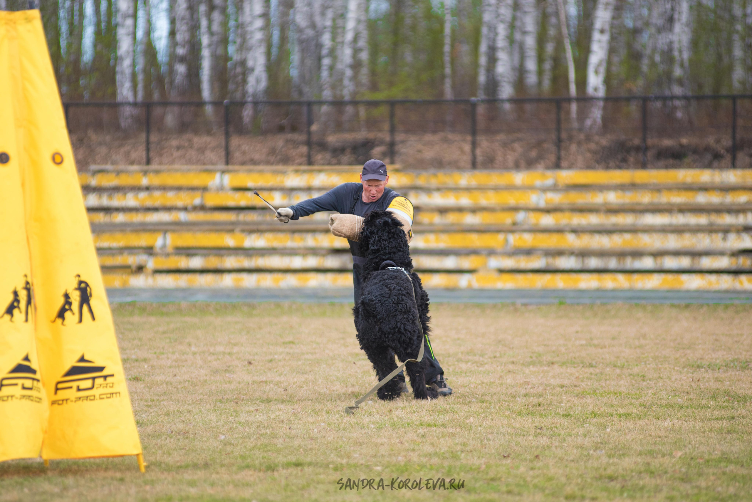 Тренинг с Сергеем Усковым май 2021 г.Тюмень. Дог-фотограф в Тюмени Александра Королева