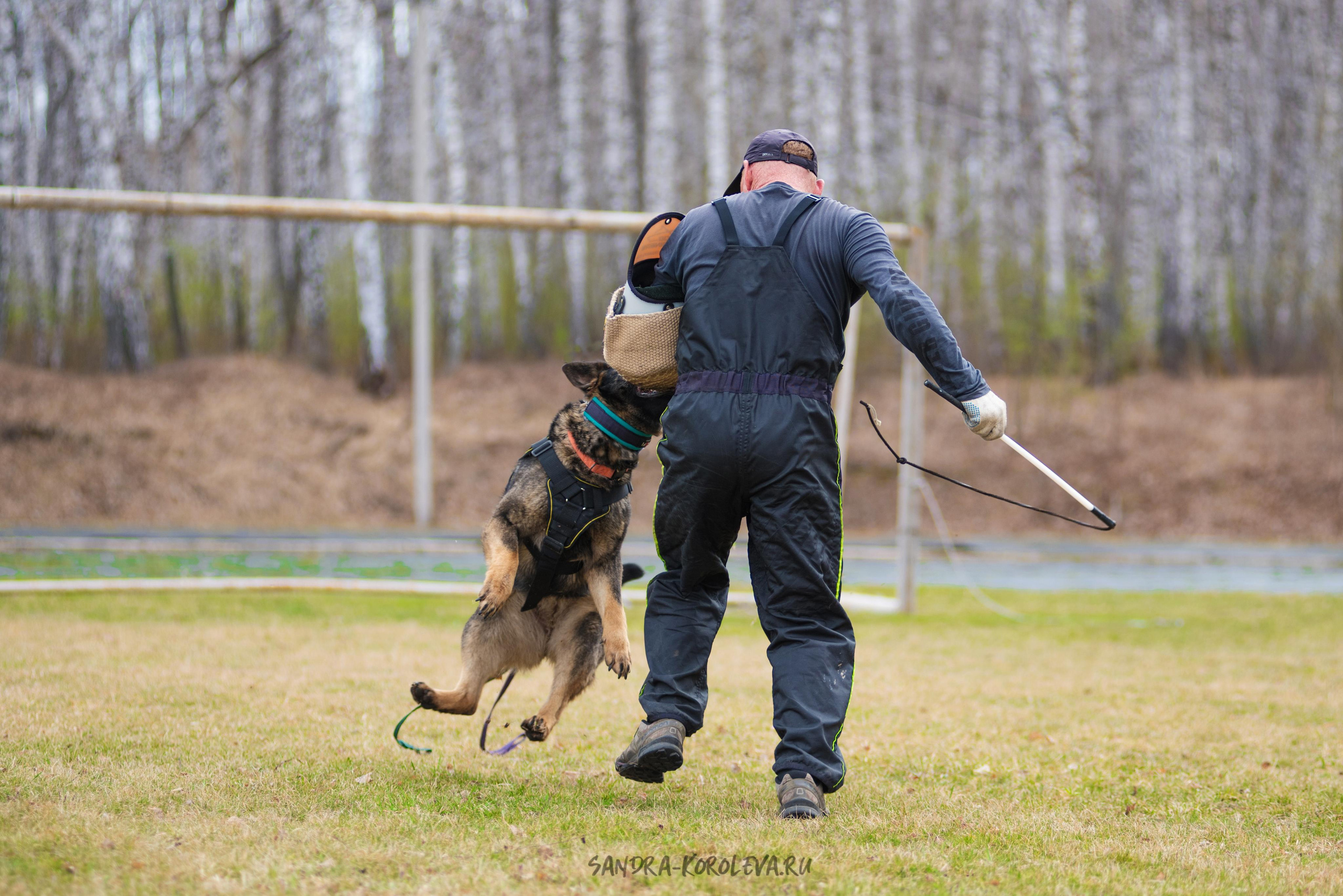 Тренинг с Сергеем Усковым май 2021 г.Тюмень. Дог-фотограф в Тюмени Александра Королева