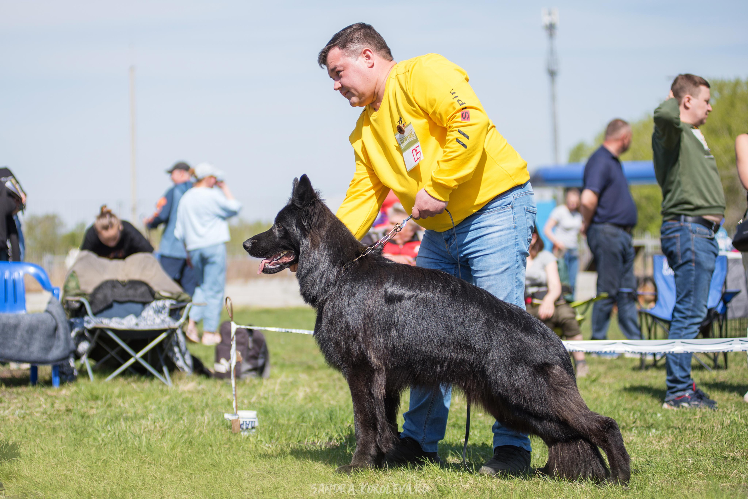 Монопородная выставка немецких овчарок 8 мая г. Челябинск. Дог-фотограф в Тюмени Александра Королева