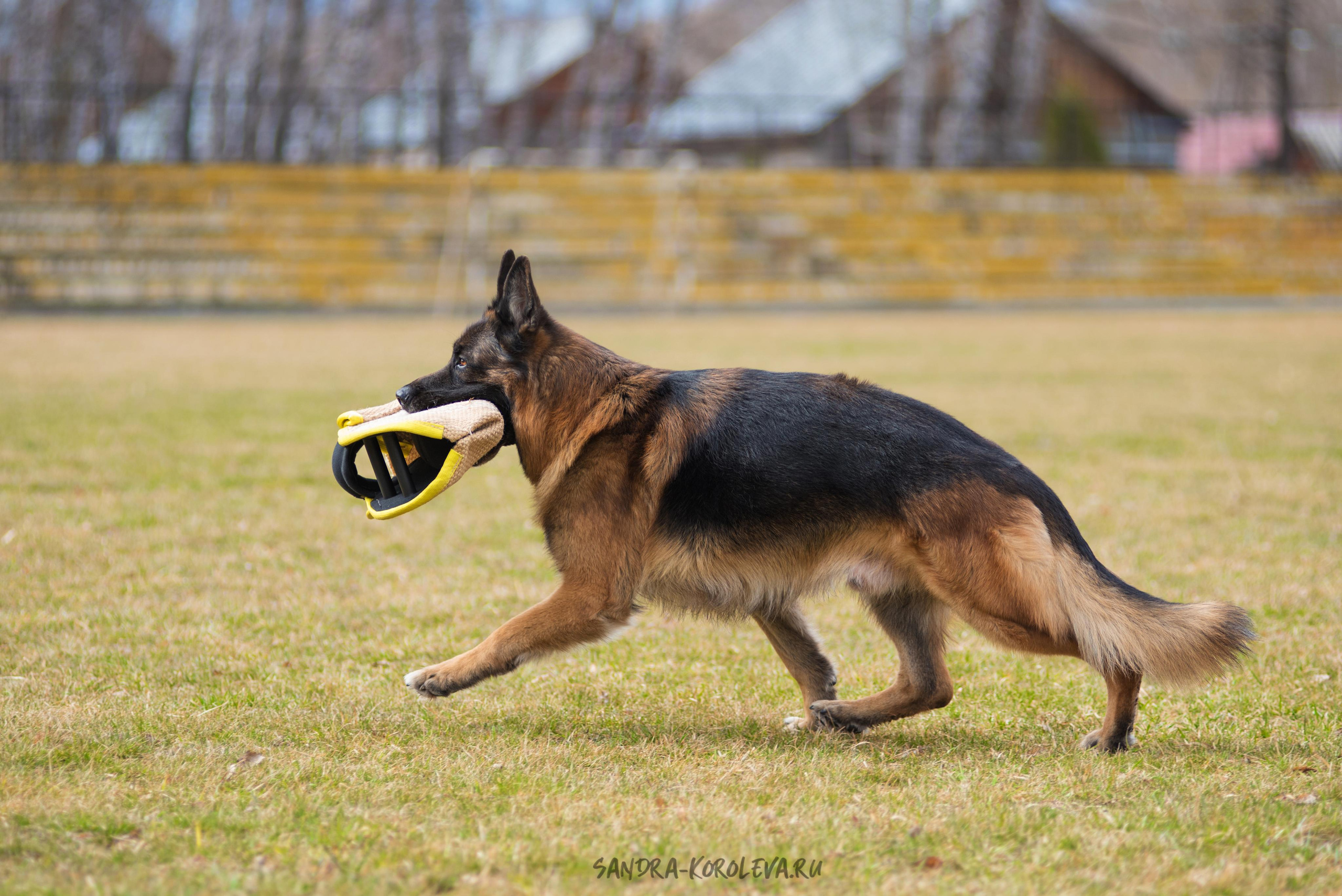 Тренинг с Сергеем Усковым май 2021 г.Тюмень. Дог-фотограф в Тюмени Александра Королева