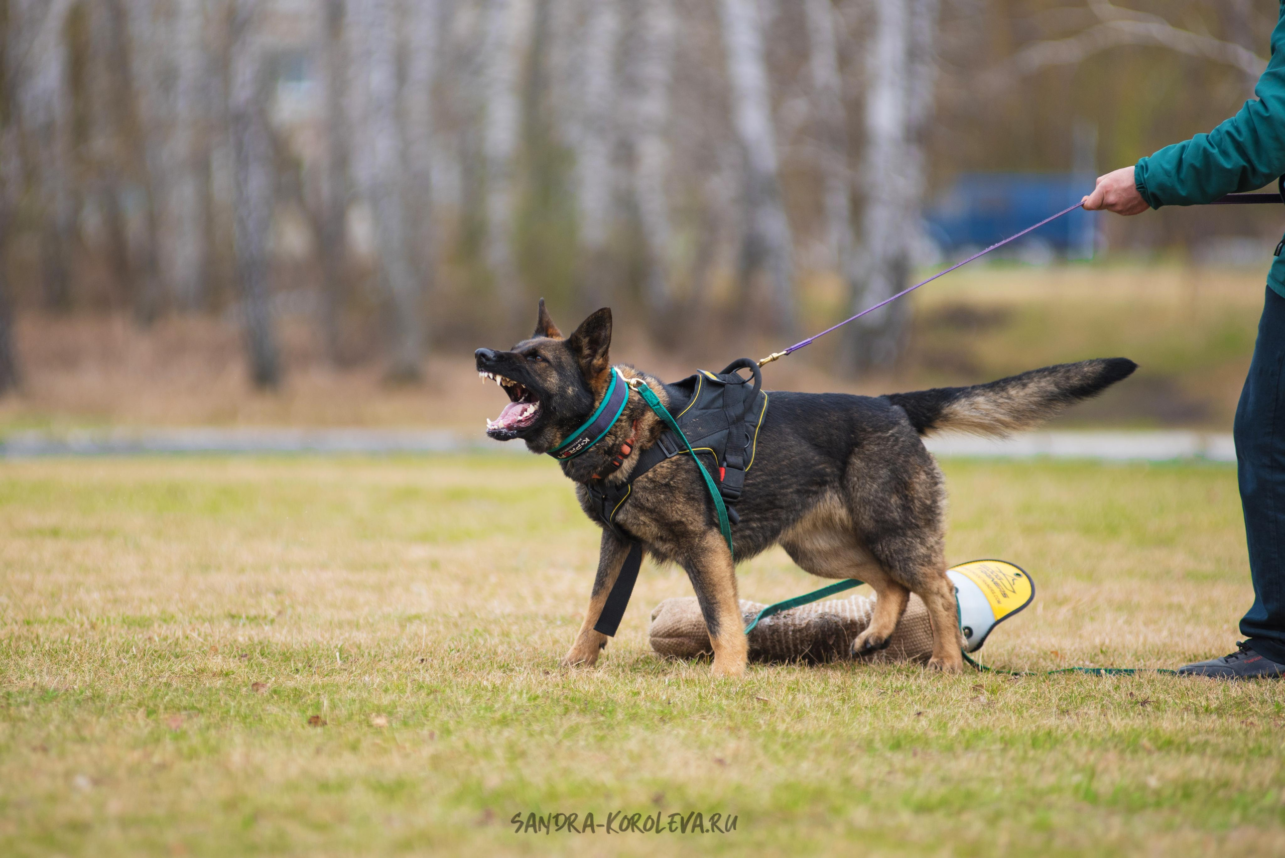 Тренинг с Сергеем Усковым май 2021 г.Тюмень. Дог-фотограф в Тюмени Александра Королева