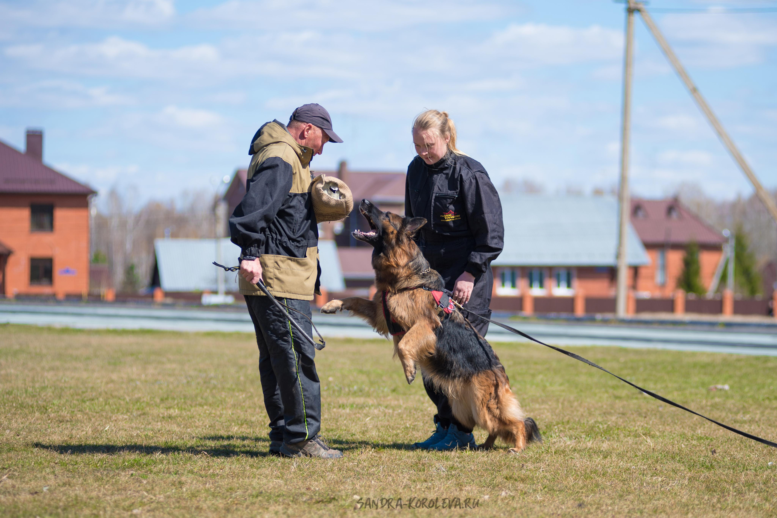 Тренинг с Сергеем Усковым май 2021 г.Тюмень. Дог-фотограф в Тюмени Александра Королева