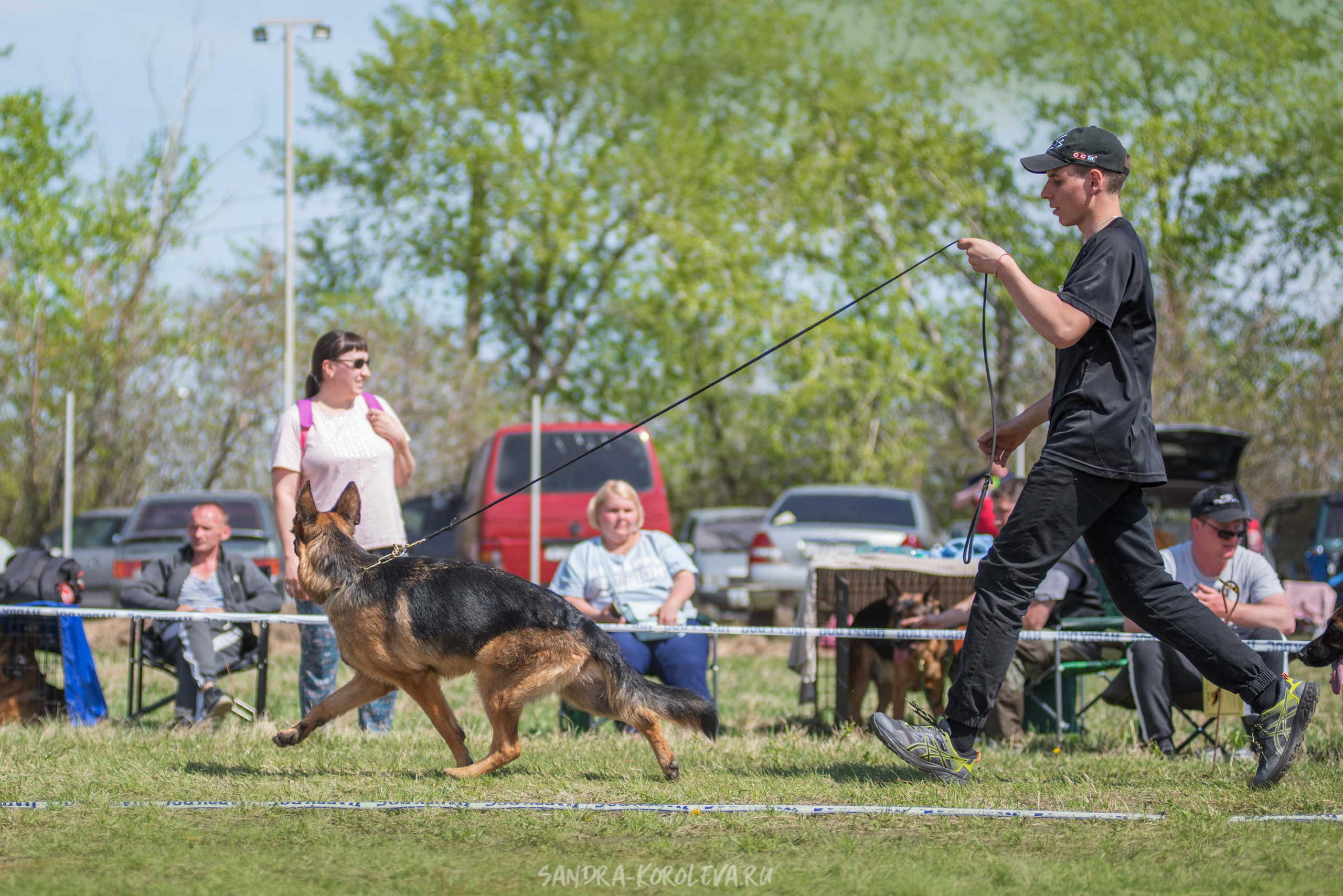 Монопородная выставка немецких овчарок 8 мая г. Челябинск. Дог-фотограф в Тюмени Александра Королева