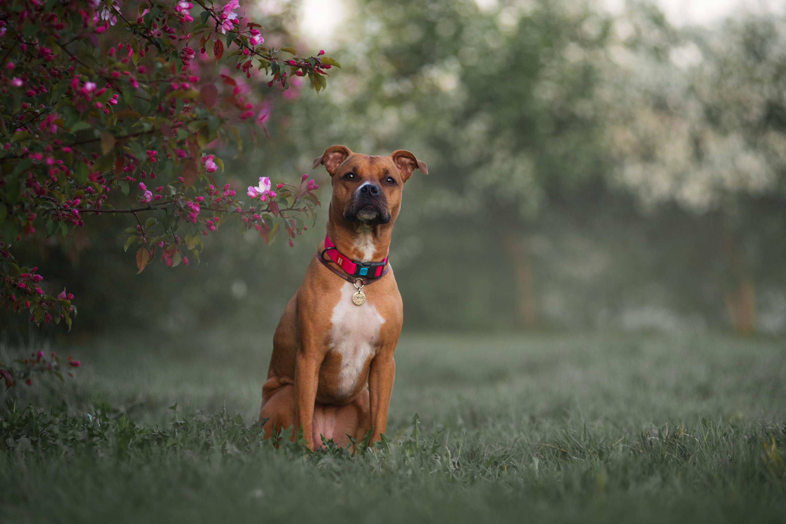 Лиза, Буня и Корж. Весна цветущая. Дог-фотограф в Тюмени Александра Королева
