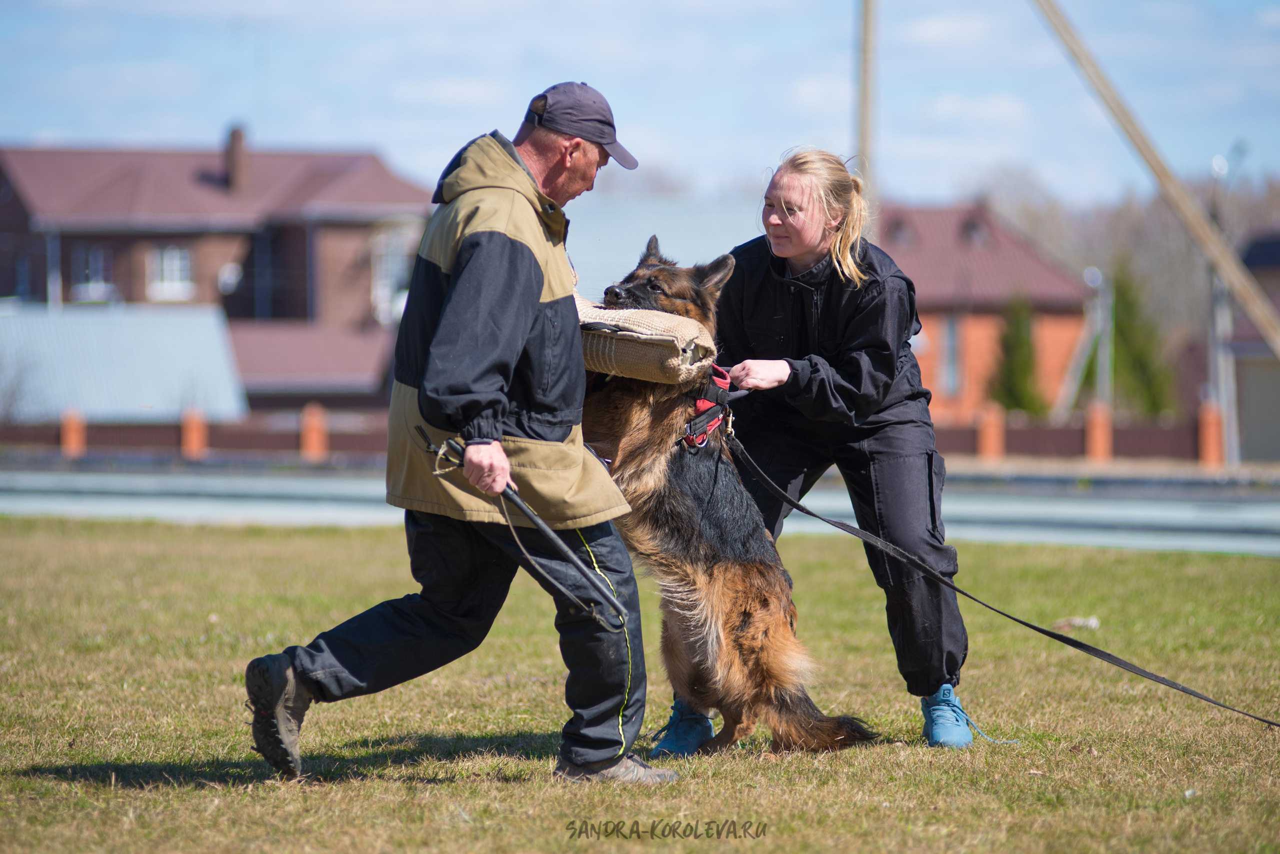 Тренинг с Сергеем Усковым май 2021 г.Тюмень. Дог-фотограф в Тюмени Александра Королева