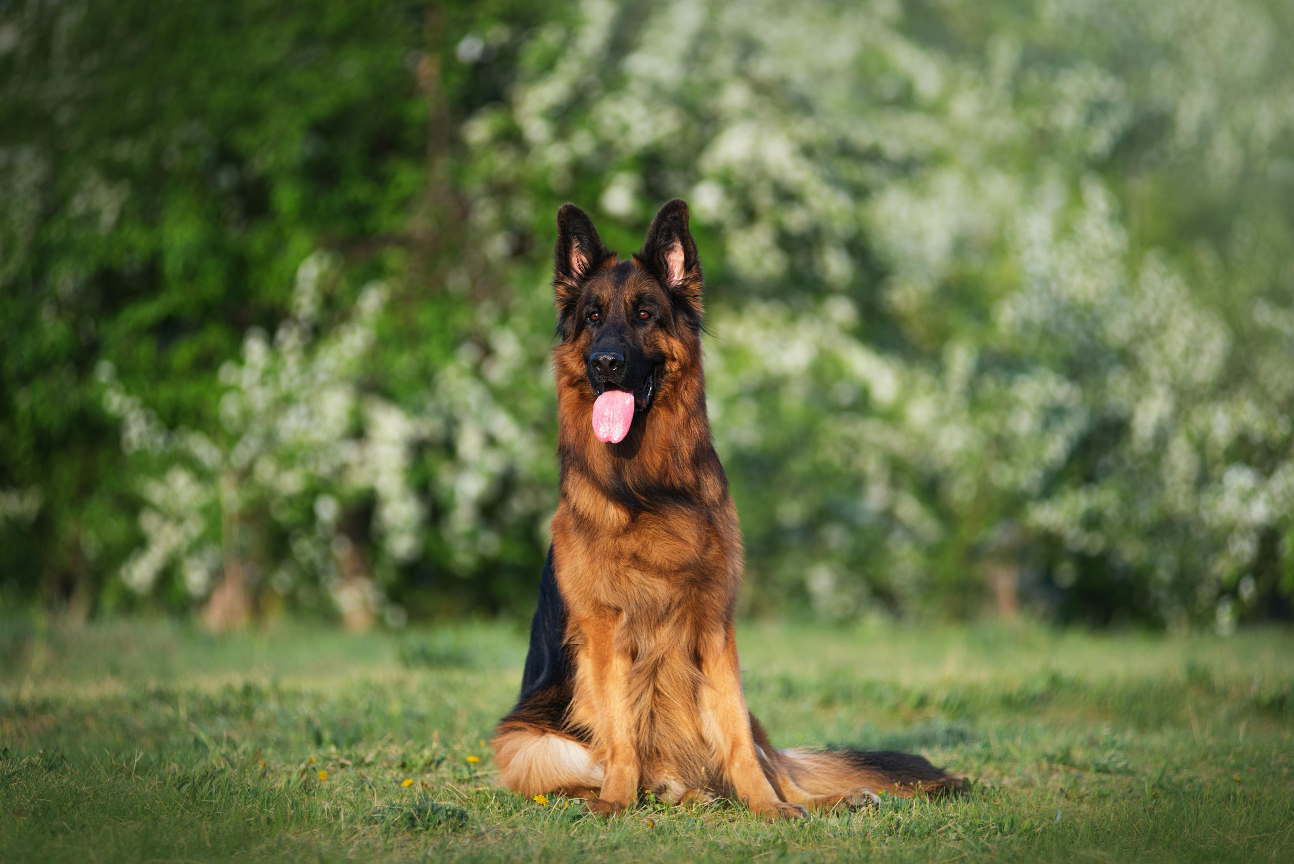 Немецкая овчарка Штерн Рэджен Маэстро. Дог-фотограф в Тюмени Александра Королева