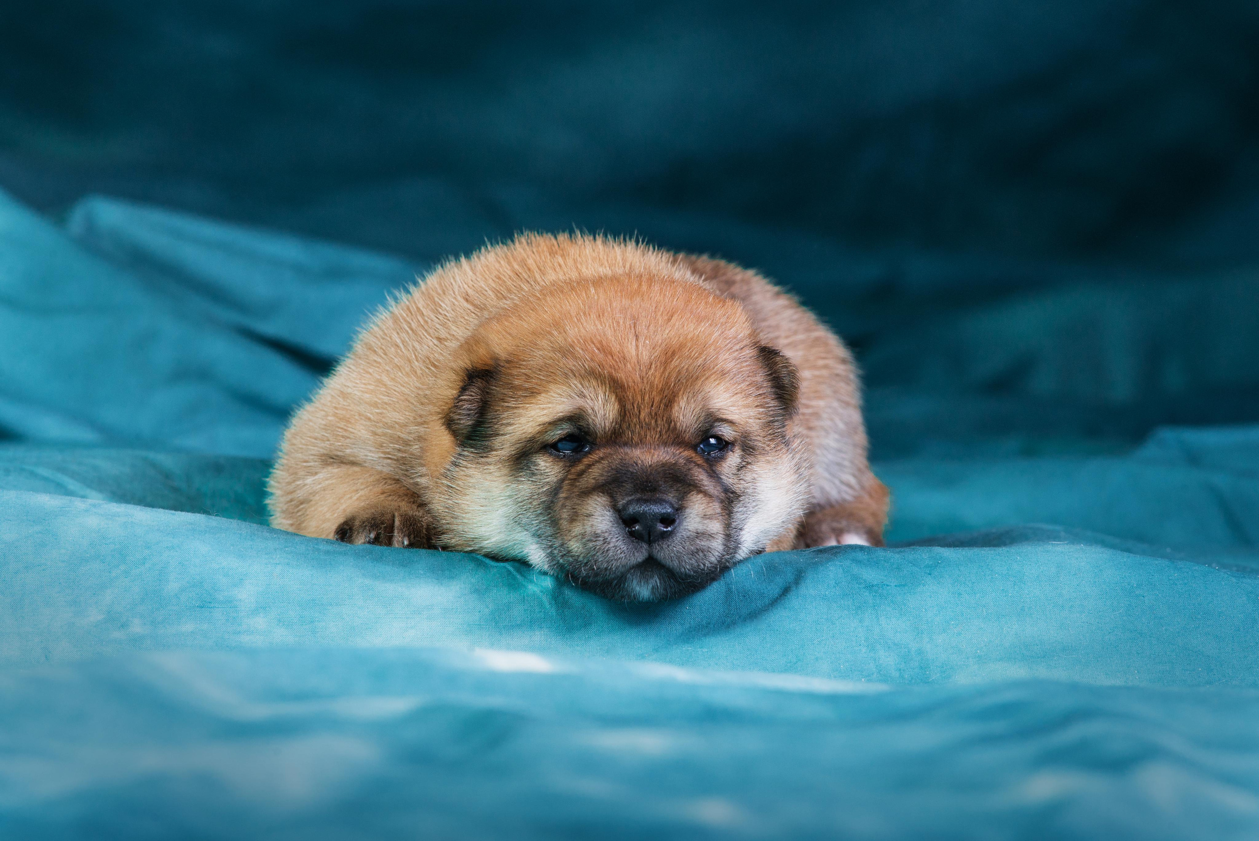 Маленькие сибы <3. Дог-фотограф в Тюмени Александра Королева