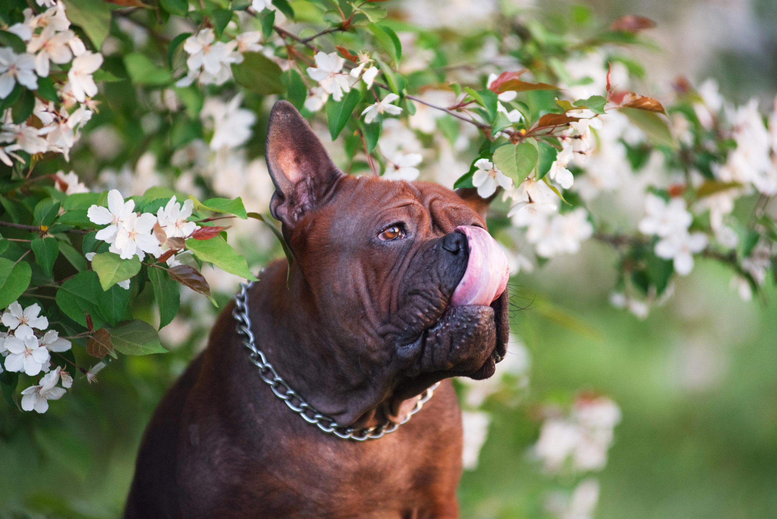 Тюменские чунцины Лева и Лисса. Дог-фотограф в Тюмени Александра Королева