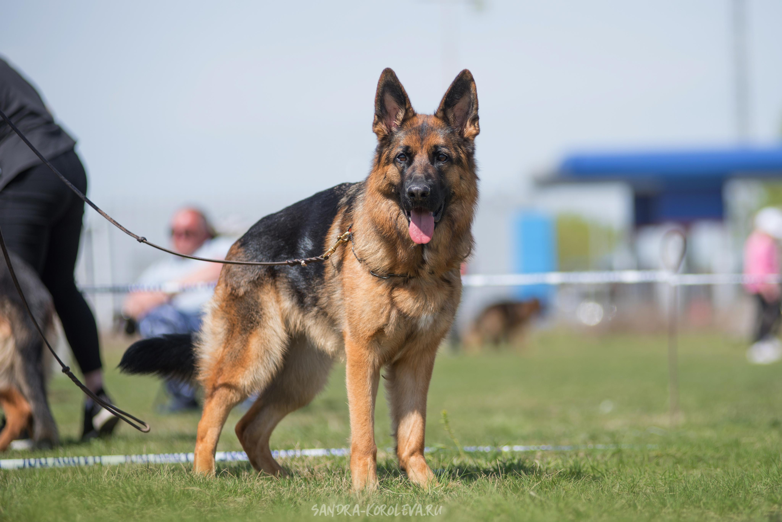 Монопородная выставка немецких овчарок 8 мая г. Челябинск. Дог-фотограф в Тюмени Александра Королева