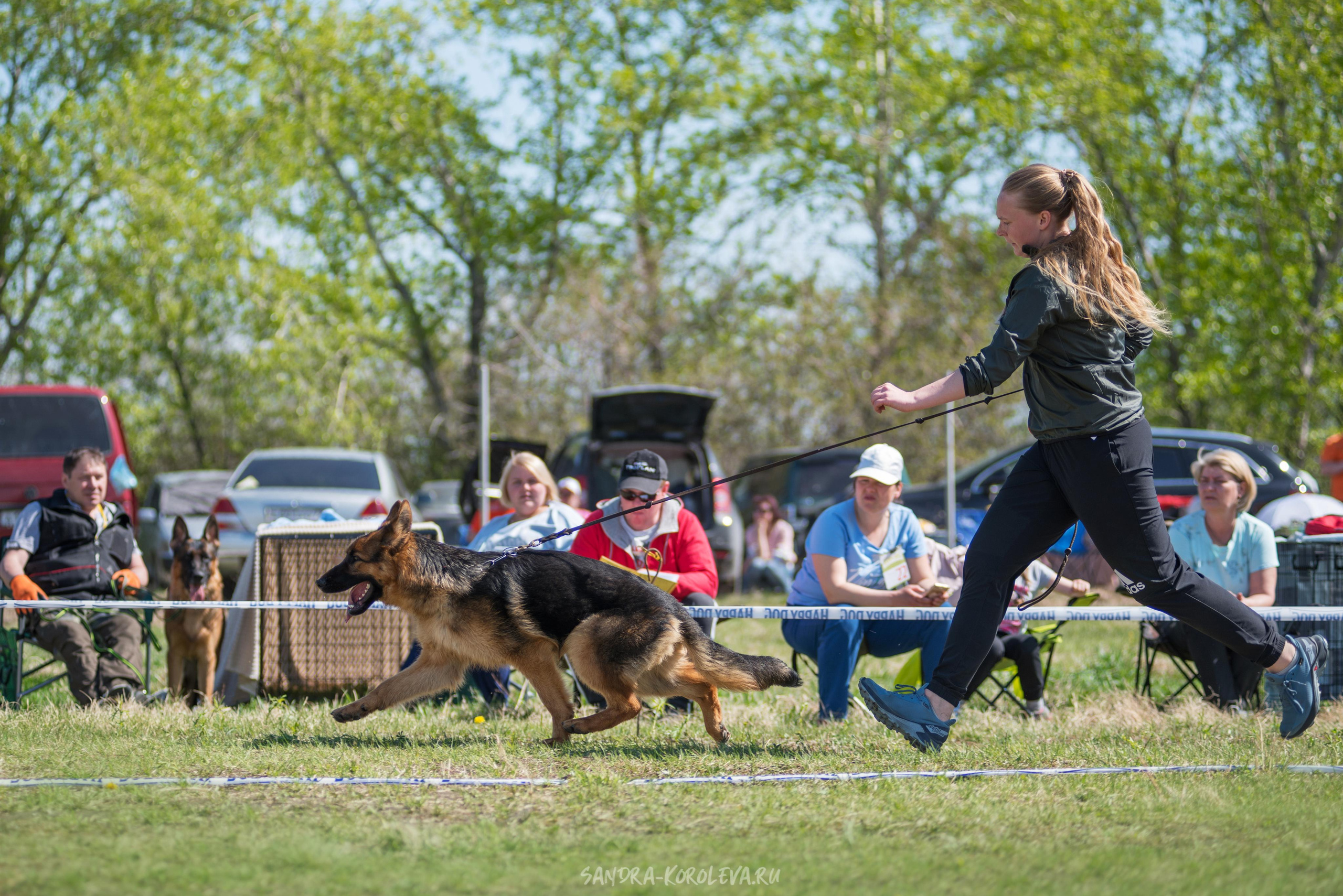 Монопородная выставка немецких овчарок 8 мая г. Челябинск. Дог-фотограф в Тюмени Александра Королева