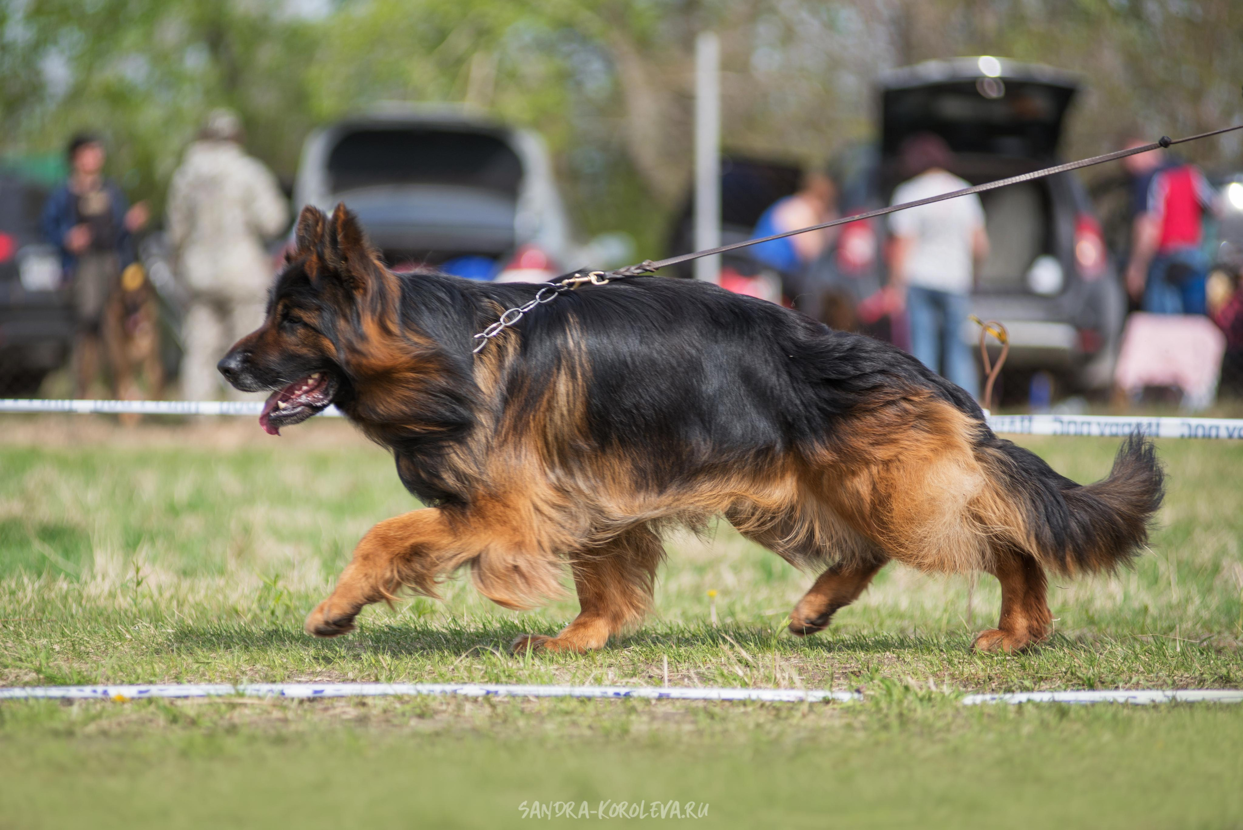 Монопородная выставка немецких овчарок 8 мая г. Челябинск. Дог-фотограф в Тюмени Александра Королева
