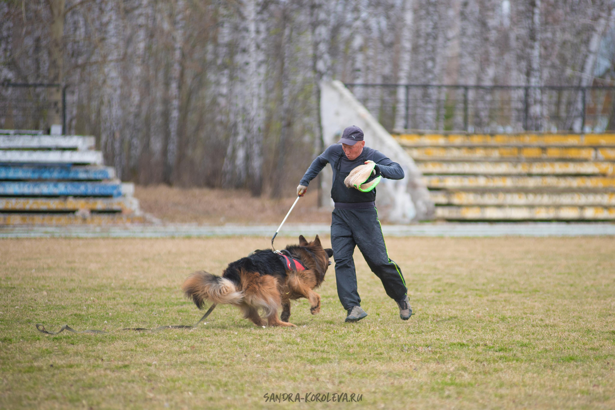 Тренинг с Сергеем Усковым май 2021 г.Тюмень. Дог-фотограф в Тюмени Александра Королева