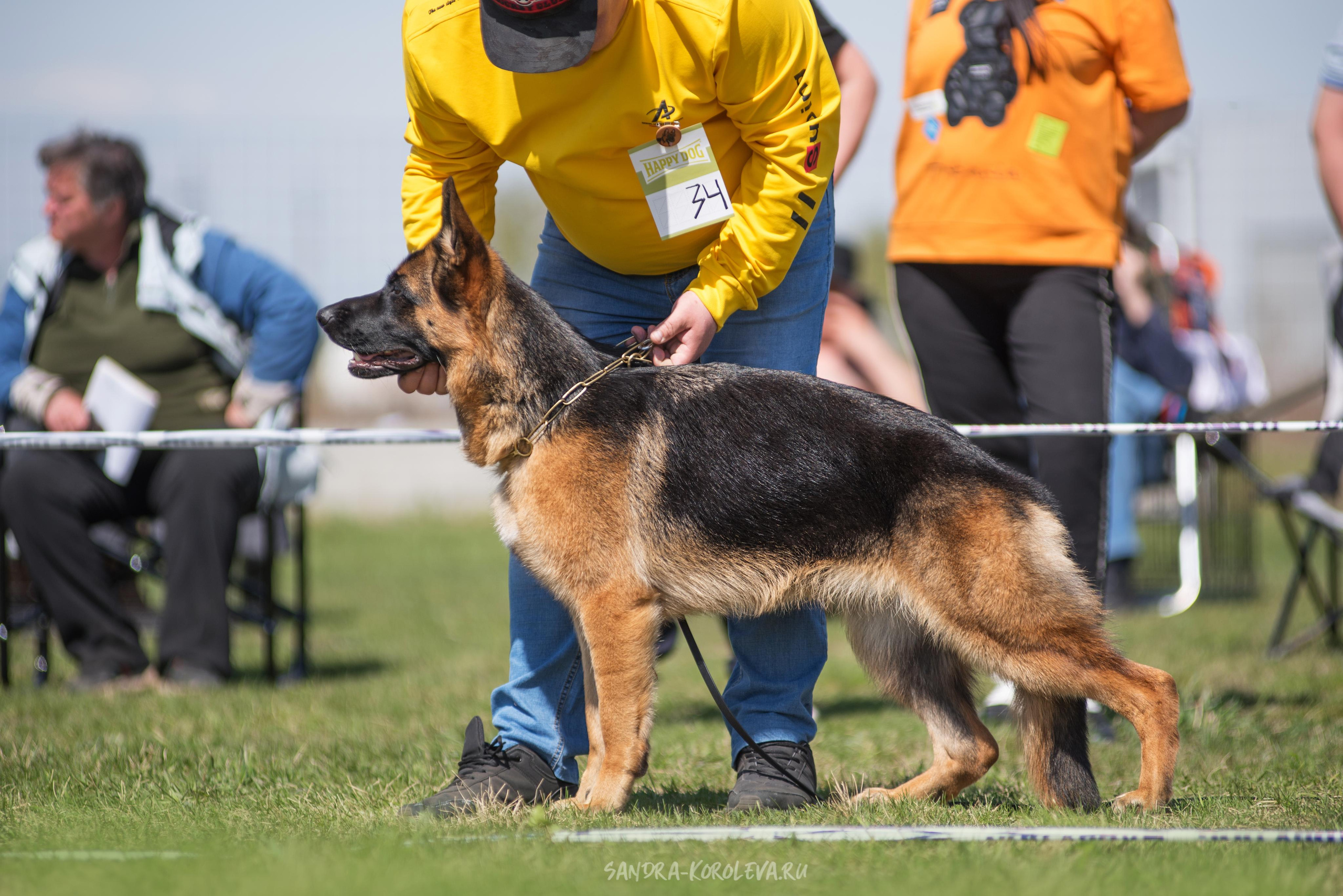 Монопородная выставка немецких овчарок 8 мая г. Челябинск. Дог-фотограф в Тюмени Александра Королева