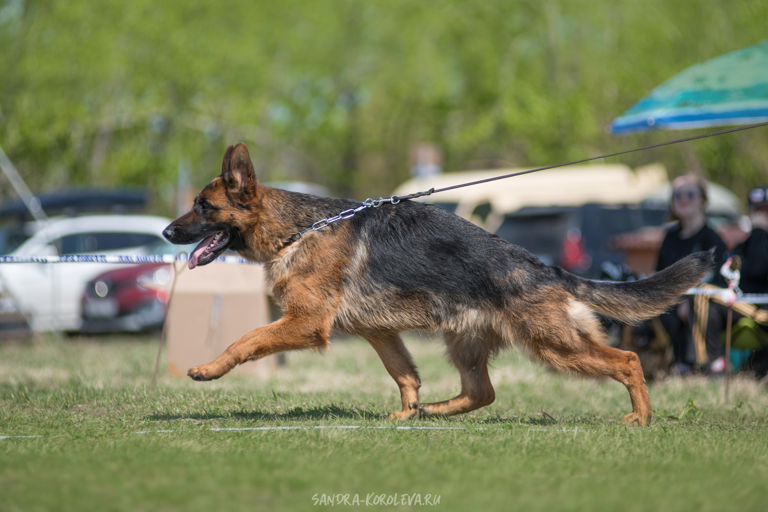 Монопородная выставка немецких овчарок 8 мая г. Челябинск. Дог-фотограф в Тюмени Александра Королева