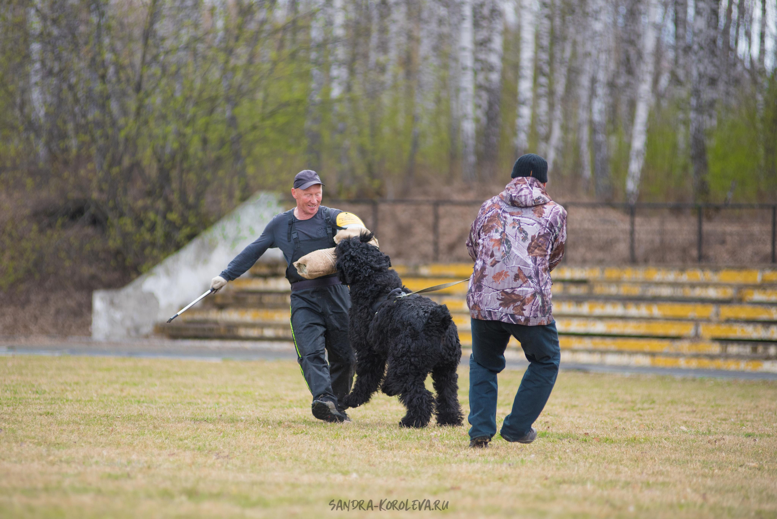Тренинг с Сергеем Усковым май 2021 г.Тюмень. Дог-фотограф в Тюмени Александра Королева