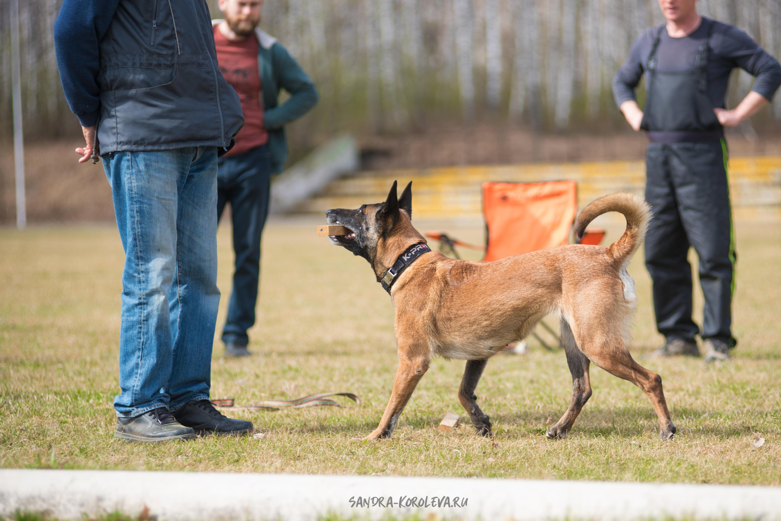 Тренинг с Сергеем Усковым май 2021 г.Тюмень. Дог-фотограф в Тюмени Александра Королева