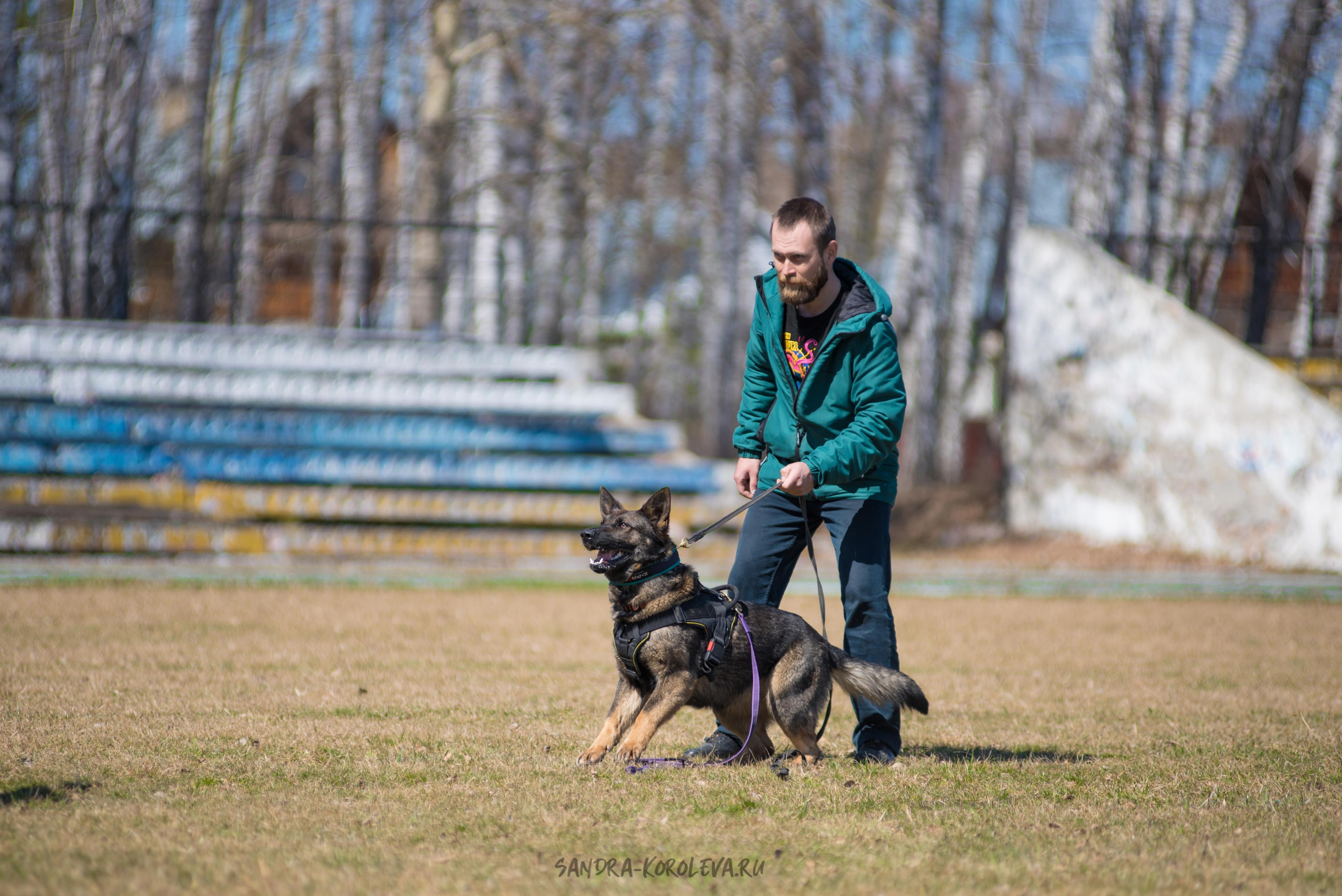 Тренинг с Сергеем Усковым май 2021 г.Тюмень. Дог-фотограф в Тюмени Александра Королева