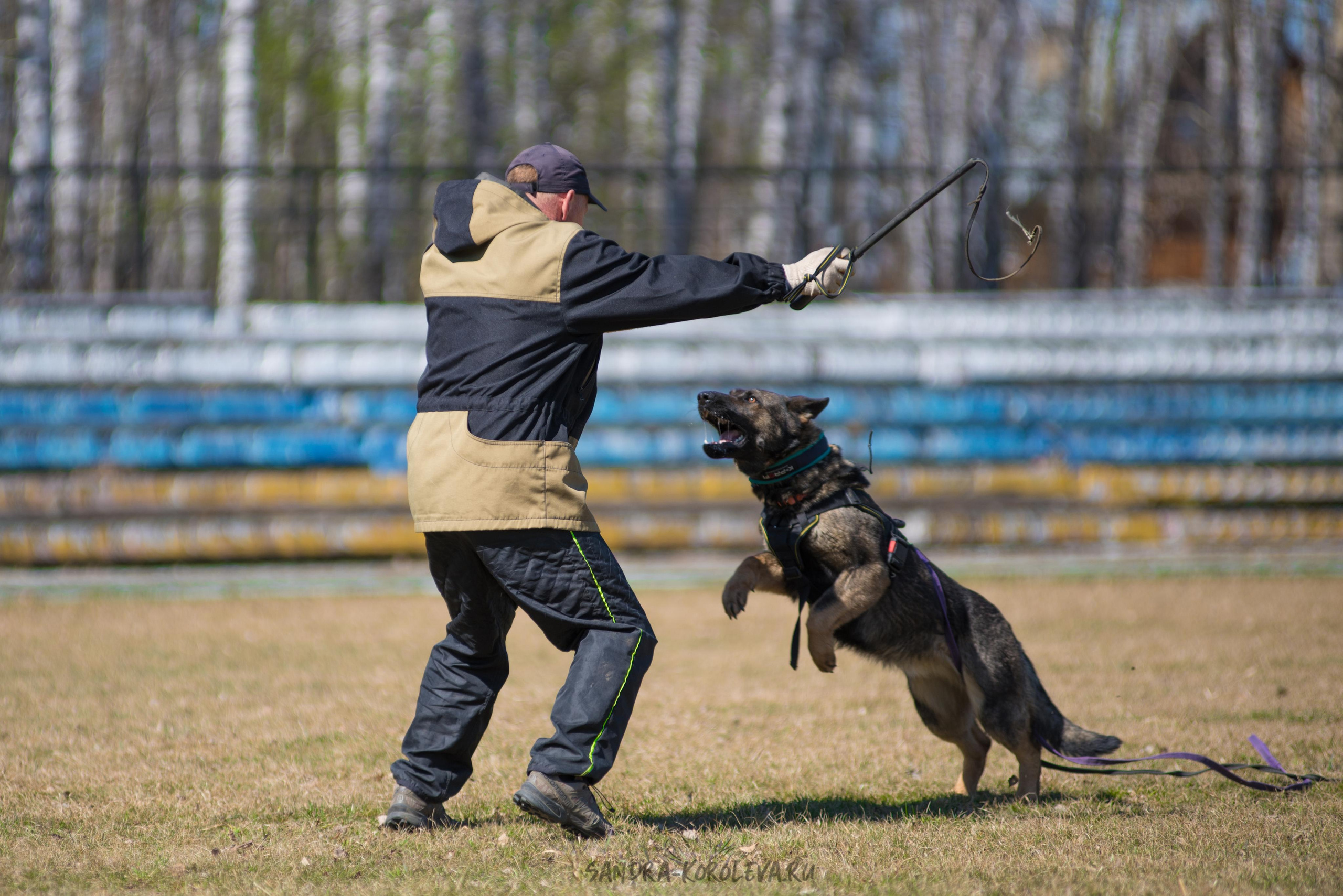 Тренинг с Сергеем Усковым май 2021 г.Тюмень. Дог-фотограф в Тюмени Александра Королева