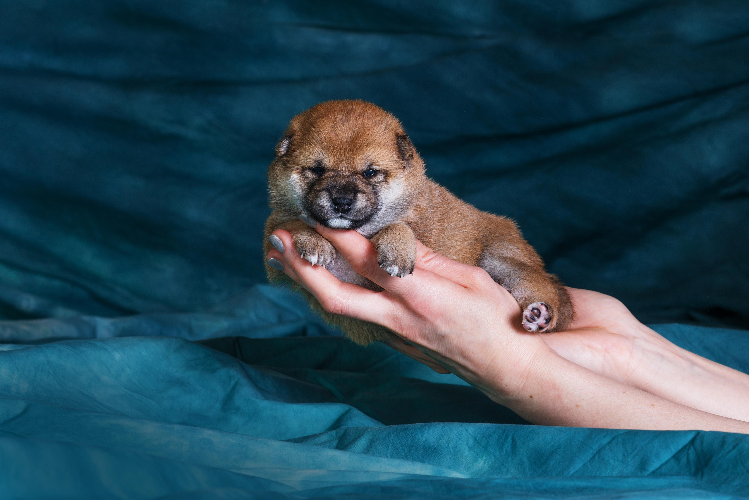 Маленькие сибы <3. Дог-фотограф в Тюмени Александра Королева