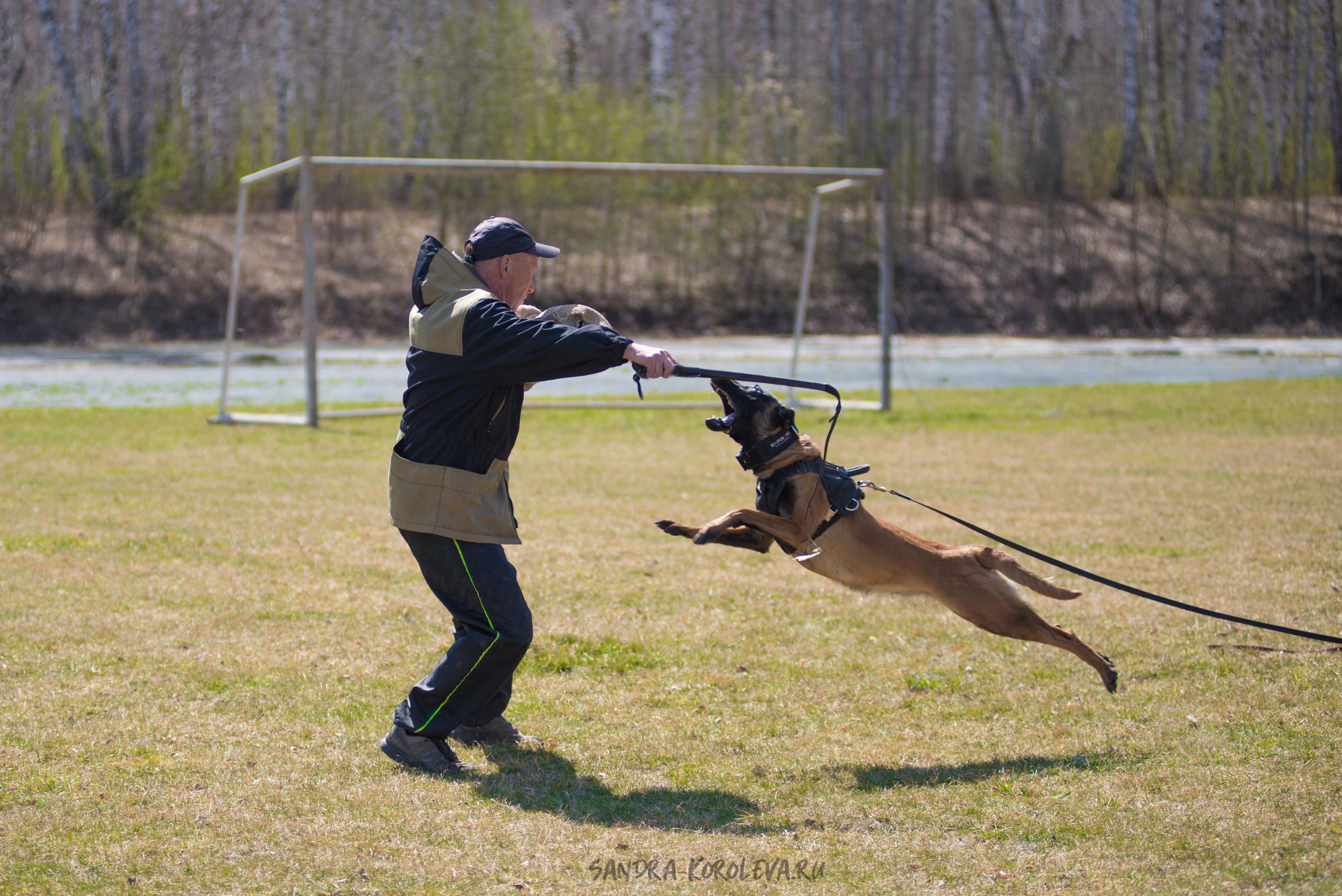 Тренинг с Сергеем Усковым май 2021 г.Тюмень. Дог-фотограф в Тюмени Александра Королева