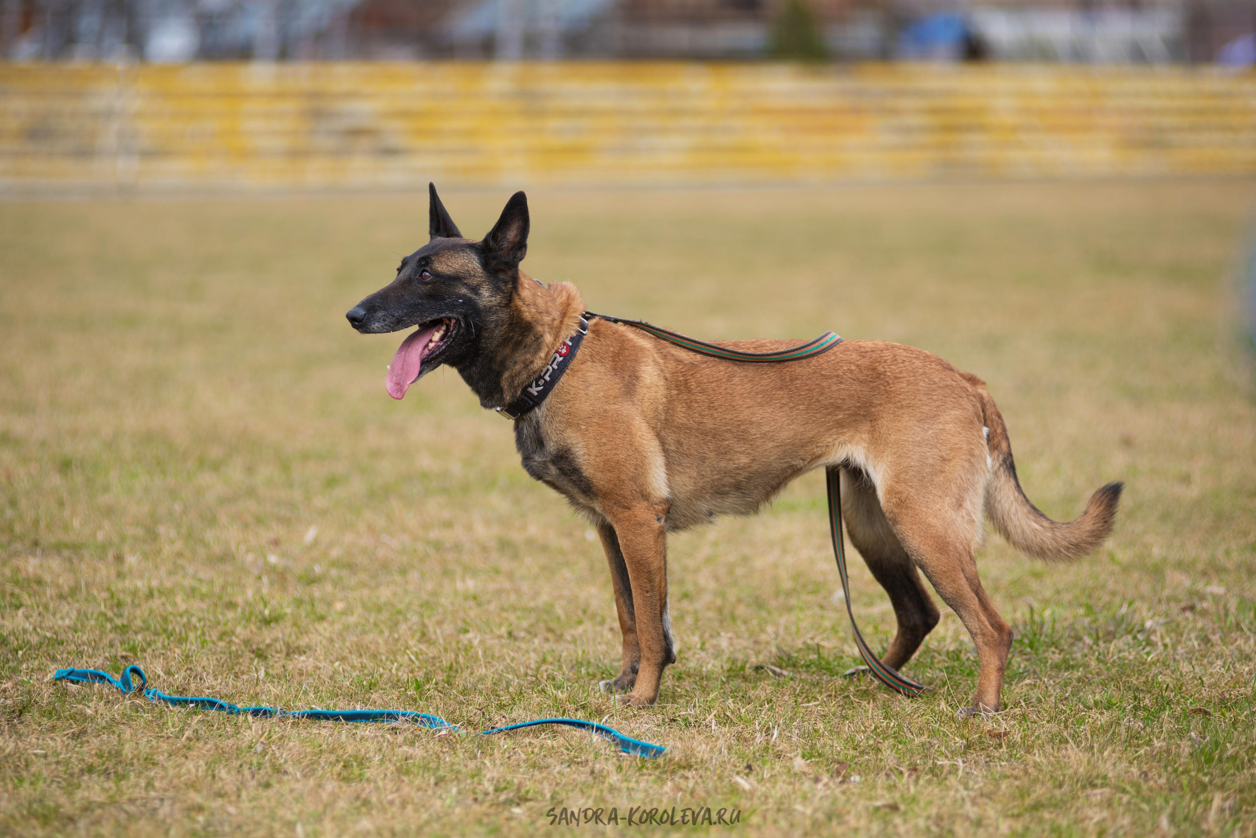 Тренинг с Сергеем Усковым май 2021 г.Тюмень. Дог-фотограф в Тюмени Александра Королева