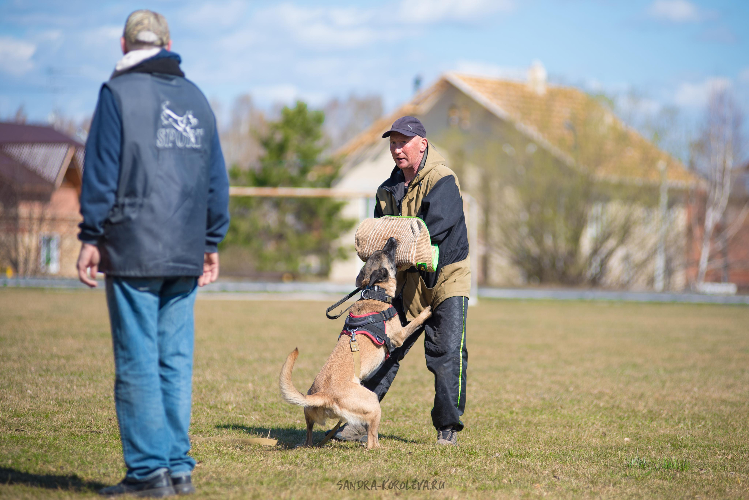 Тренинг с Сергеем Усковым май 2021 г.Тюмень. Дог-фотограф в Тюмени Александра Королева