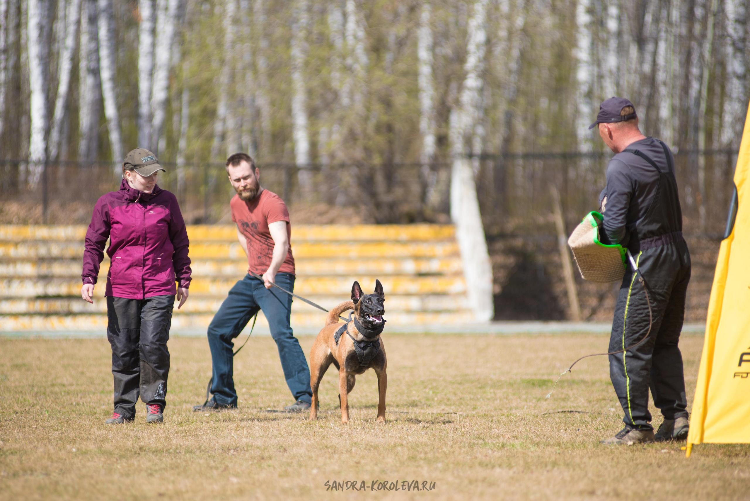 Тренинг с Сергеем Усковым май 2021 г.Тюмень. Дог-фотограф в Тюмени Александра Королева