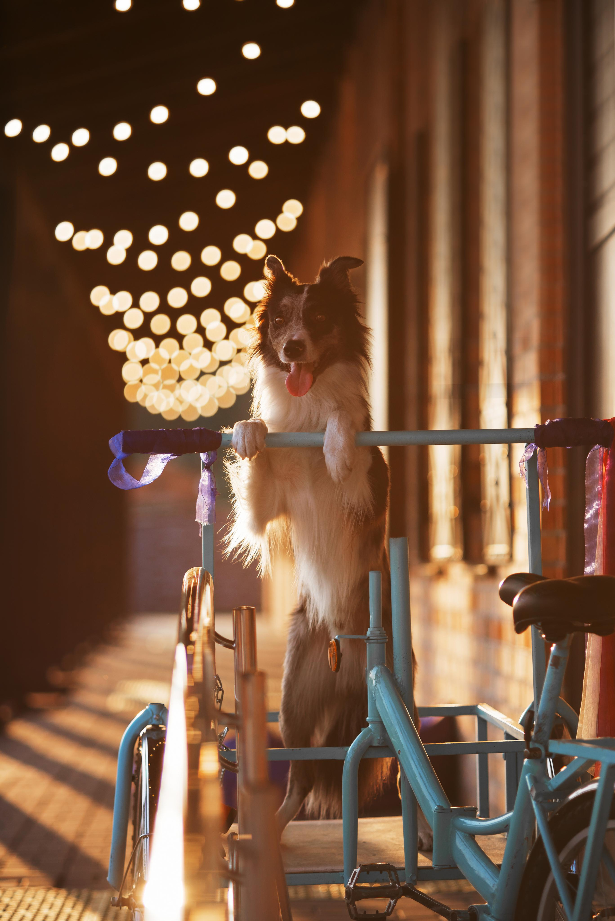 Мистер Тейси. Дог-фотограф в Тюмени Александра Королева