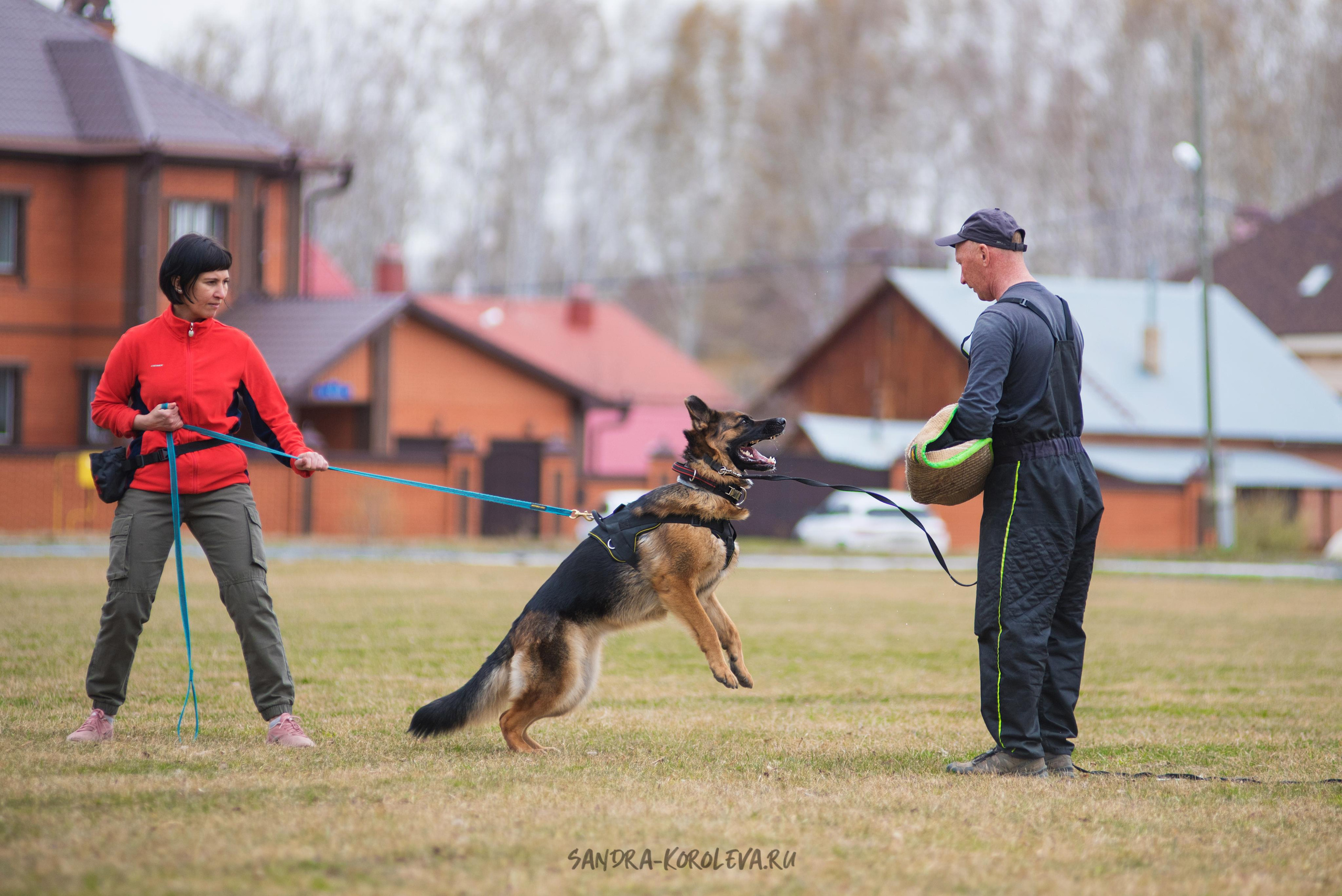 Тренинг с Сергеем Усковым май 2021 г.Тюмень. Дог-фотограф в Тюмени Александра Королева