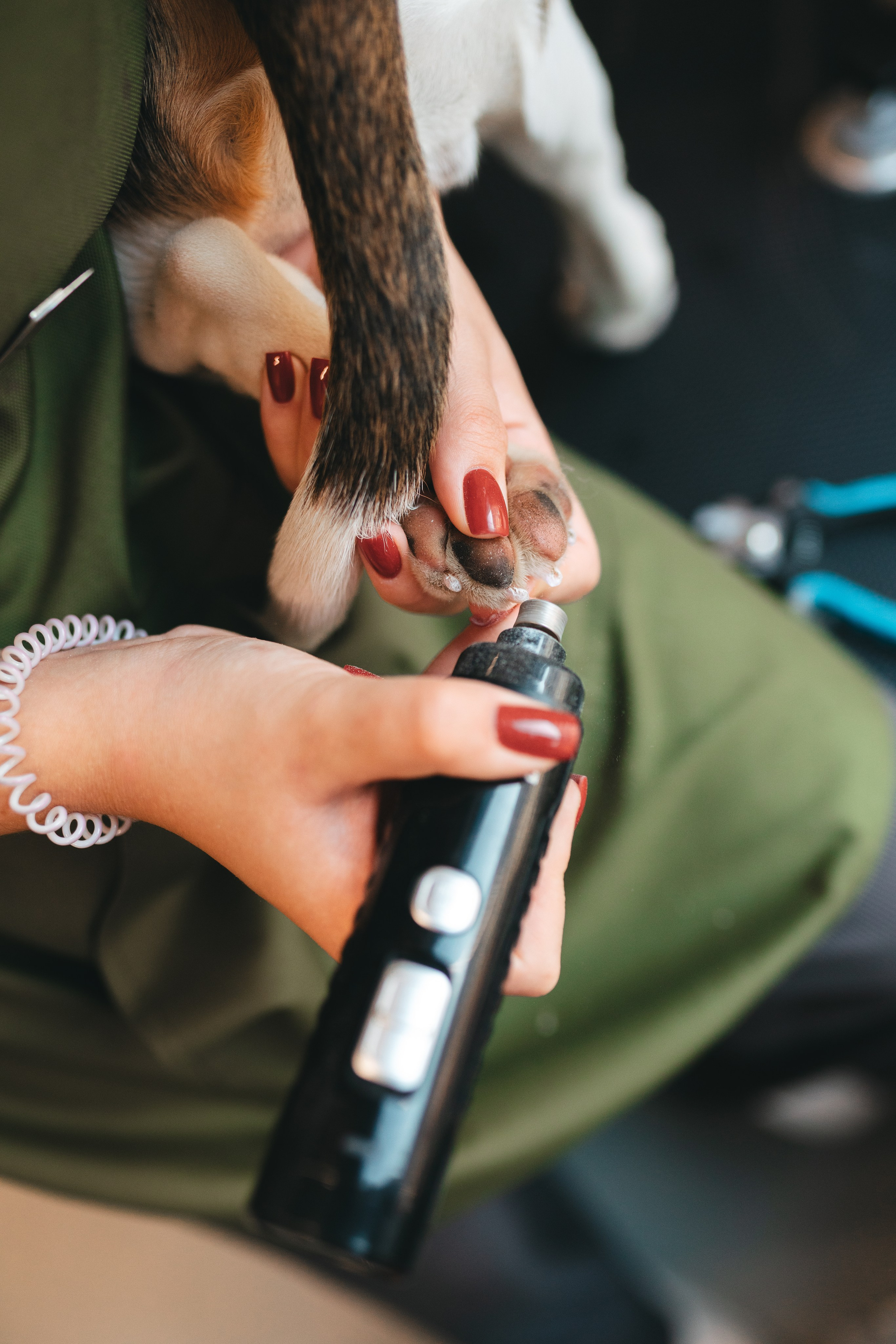 Груминг — салон. Фотограф анималист Осипчикова Мария