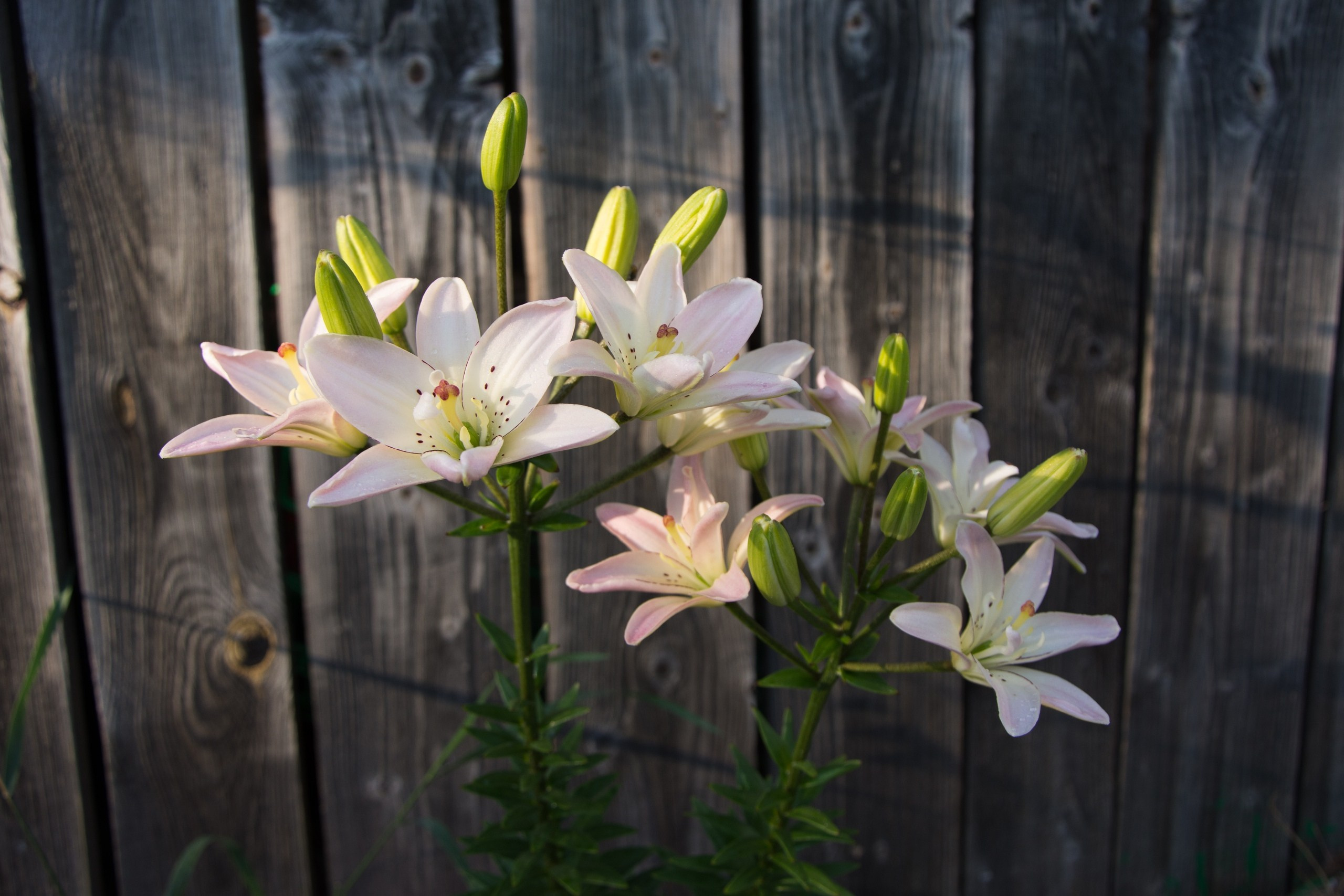 Цветы. Ольга Чёкотова (Фотограф Кострома)