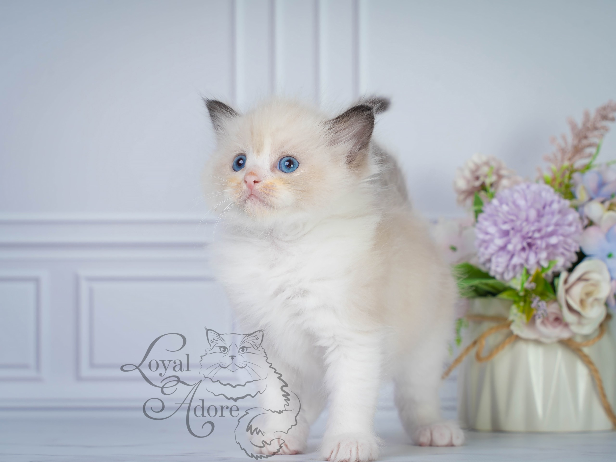 Котята рэгдолл от Loyal Adore. Питомник рэгдолл Loyal Adore