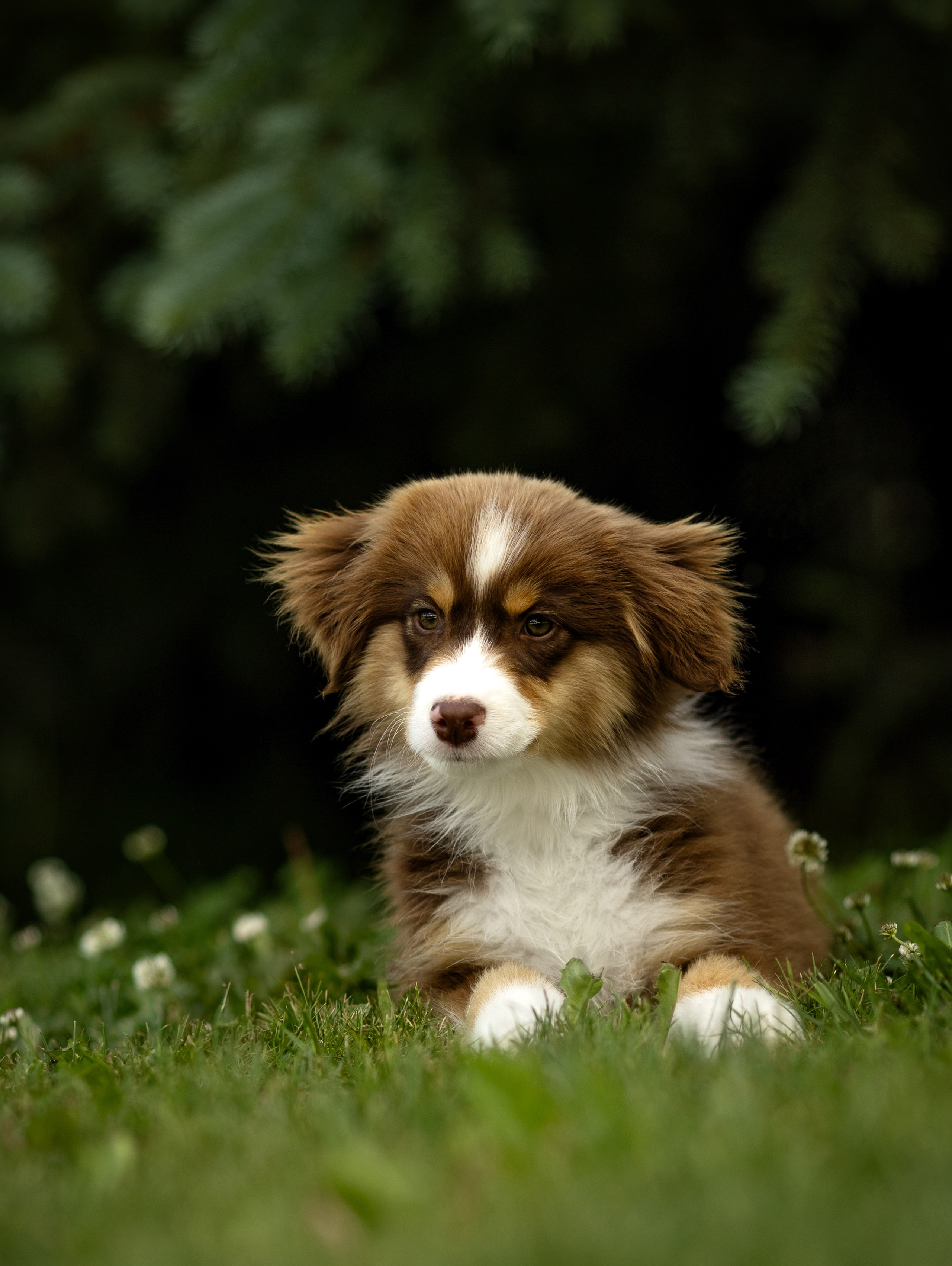 Портфолио: Фотосъёмка щенков в Москве и области — трогательные моменты. Фотограф-анималист и бренд-фотограф в Москве | Фотография собак, людей, бизнес-портрет