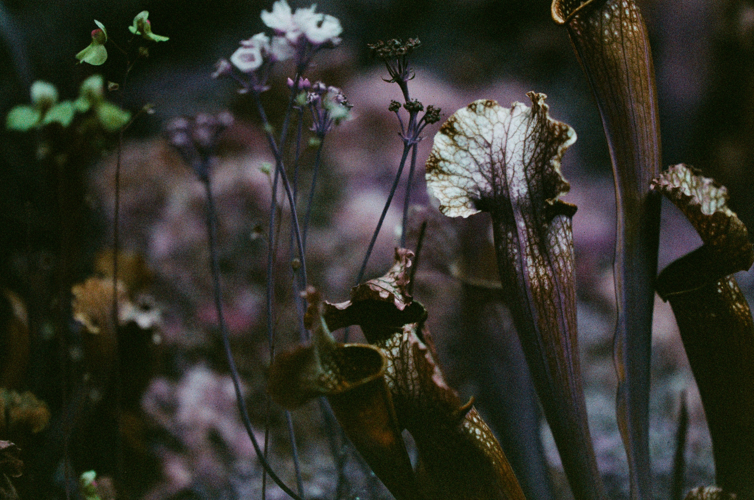 If i get high II. EVER EXPOSED