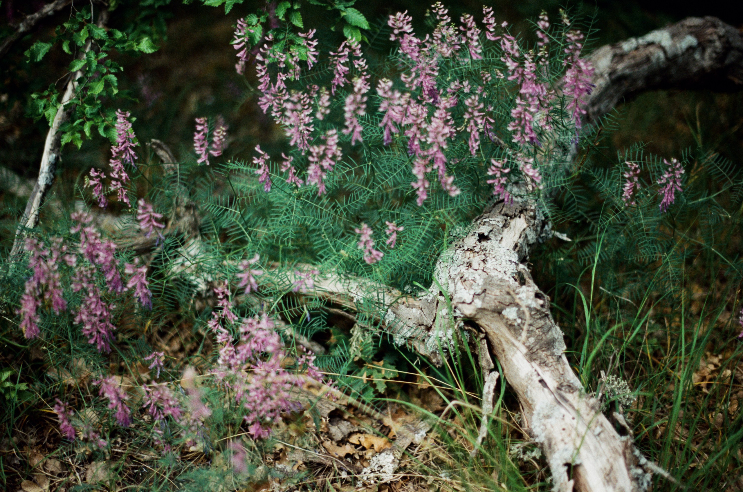 Silver strings // ukraine, crimea VI. EVER EXPOSED
