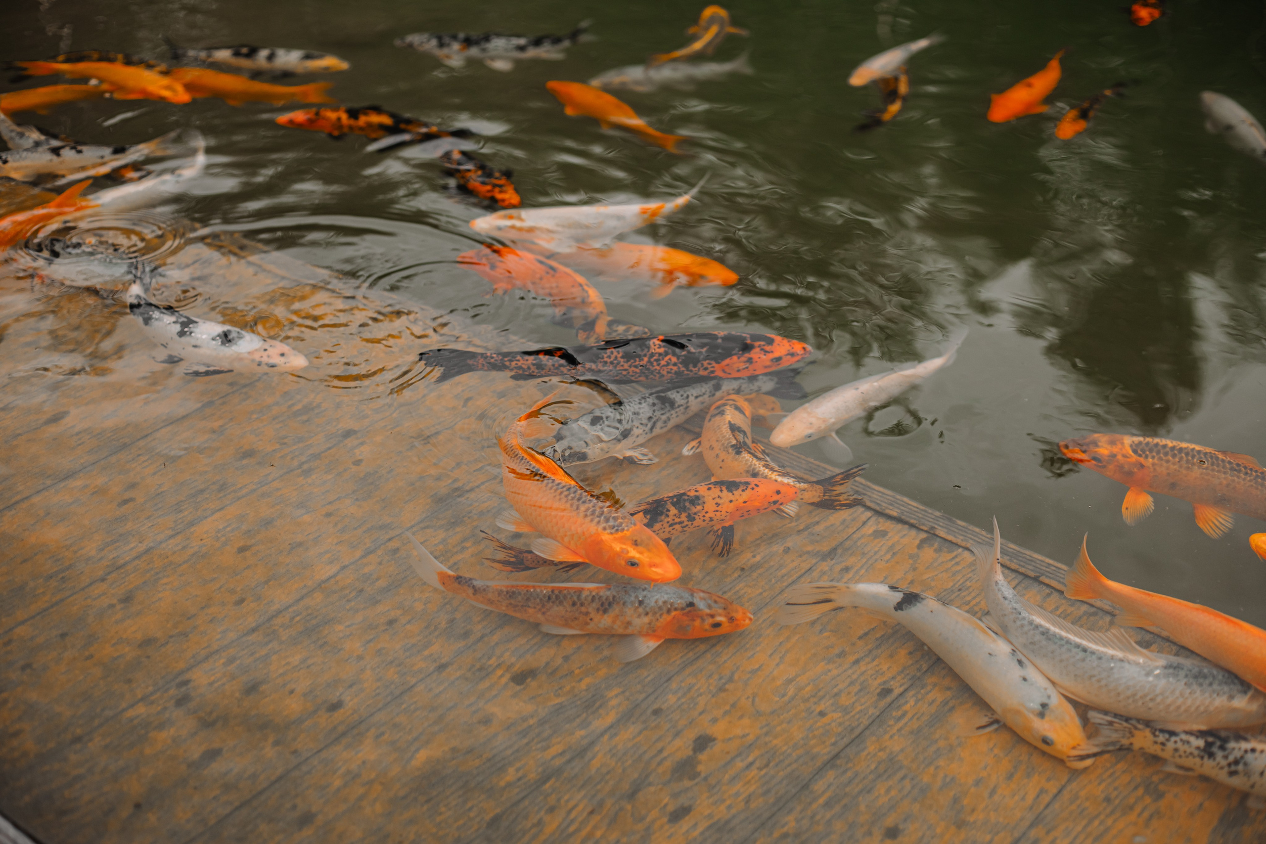 НА МНЕ ЛЕНТА «ВЫПУСКНИК»