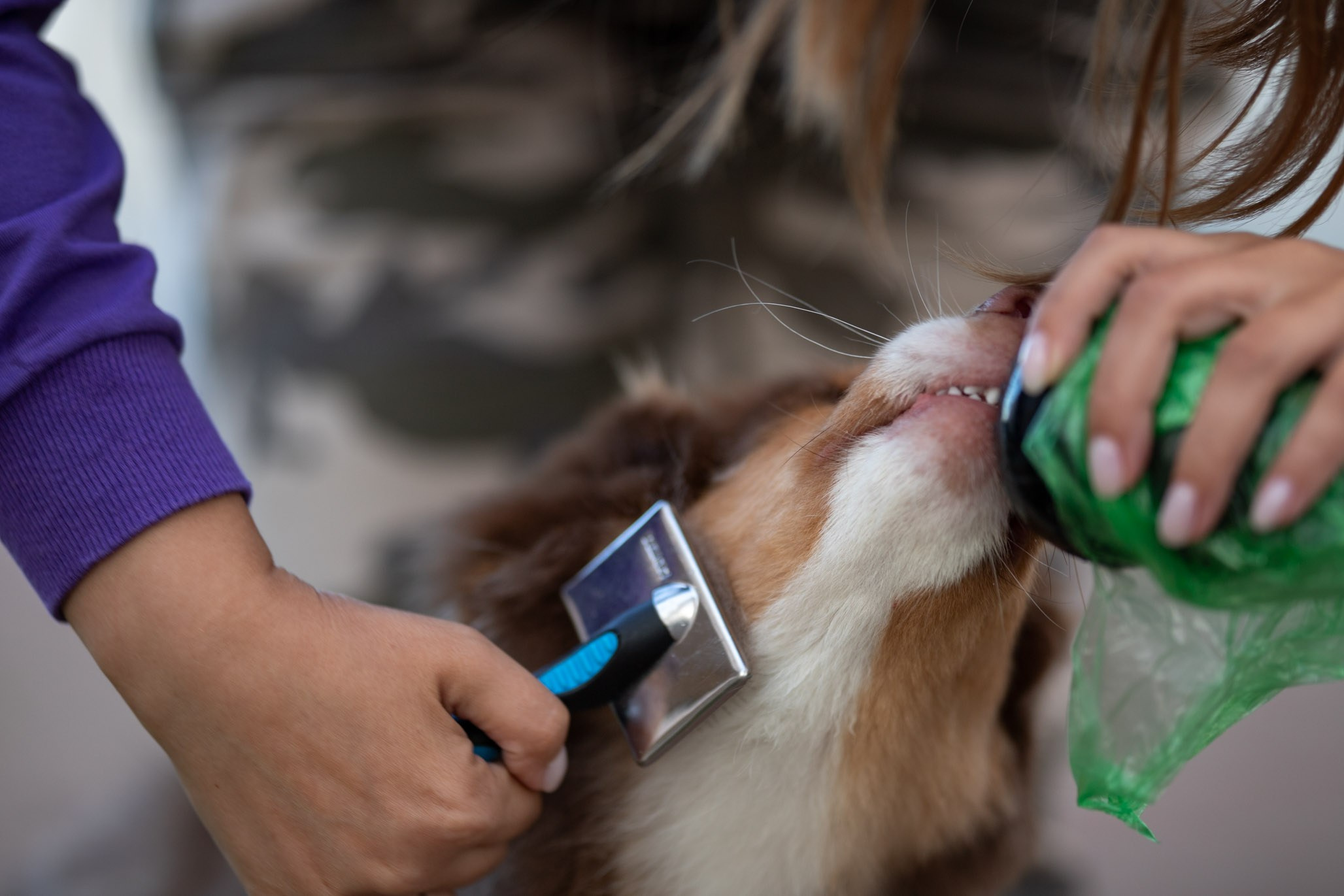 Чакки, Австралийская Овчарка. Ирина Голомб|Фотограф-анималист в  Сочи и Калининграде
