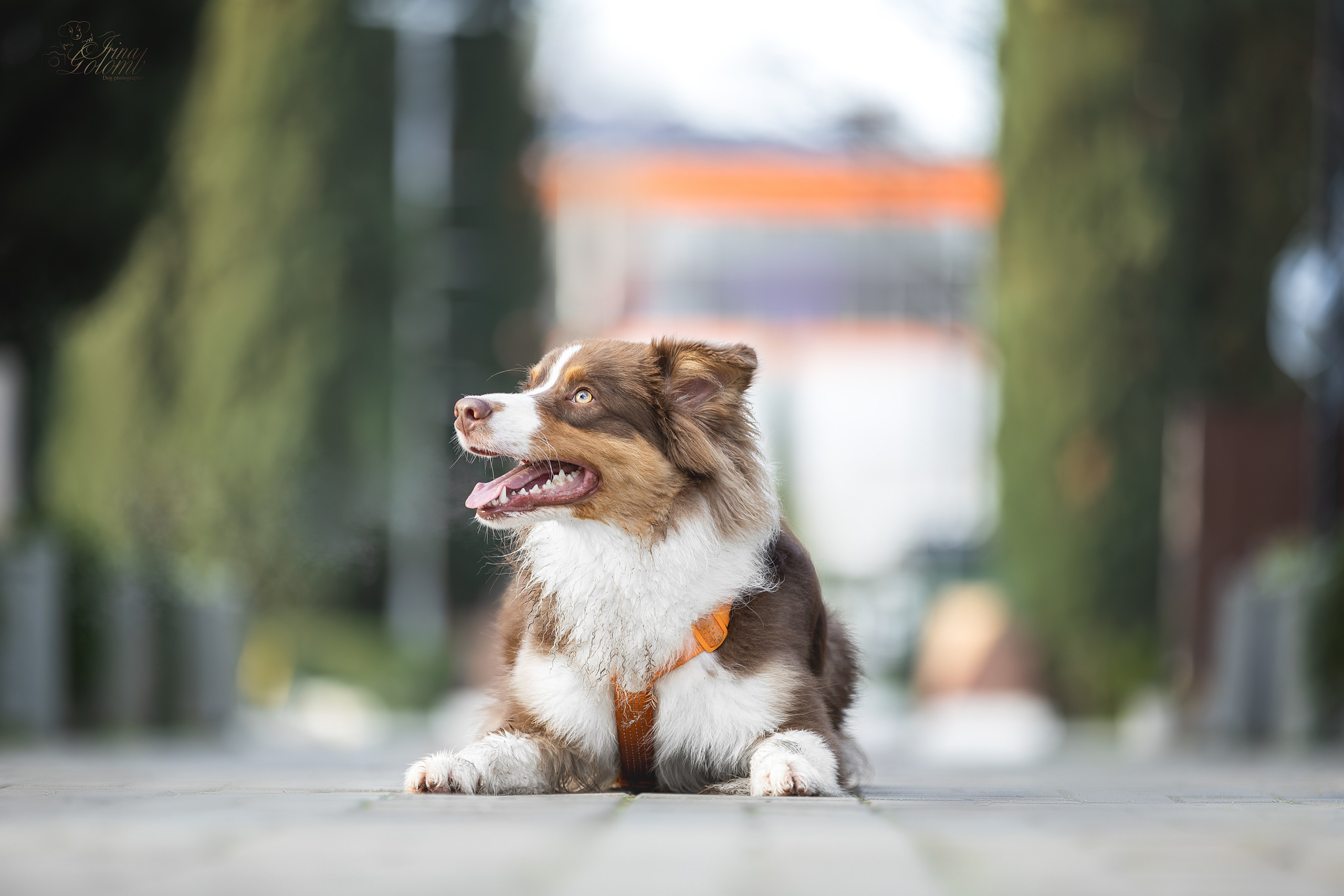 Бадди, Австралийская Овчарка. Ирина Голомб|Фотограф-анималист в  Сочи и Калининграде