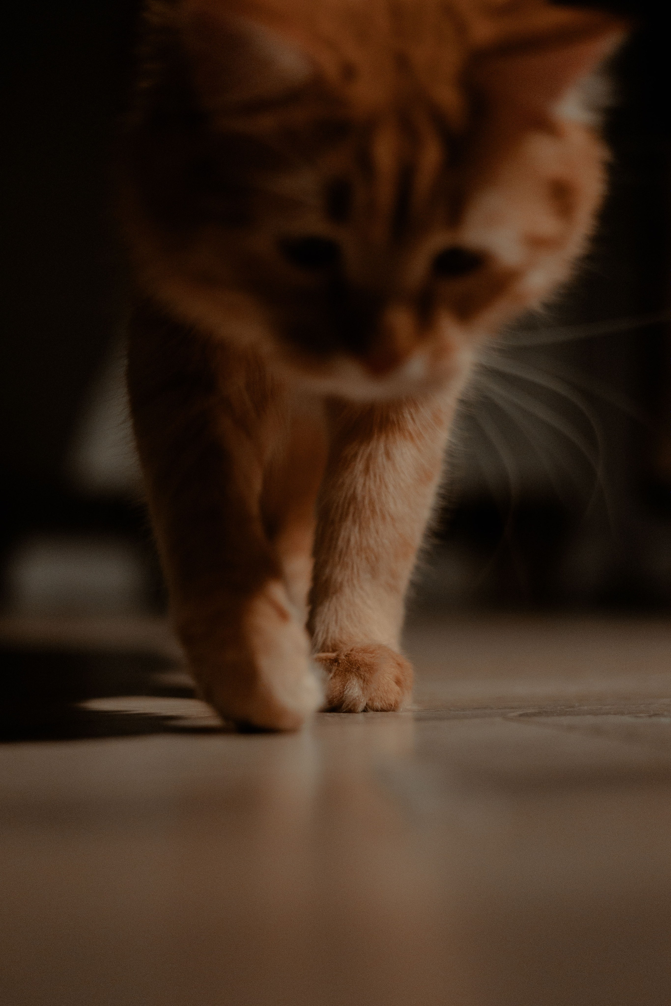 Рыжий Маффин, Алёна и Антон. Фотограф Анималист Екатерина Справцева в Нижнем Новгороде