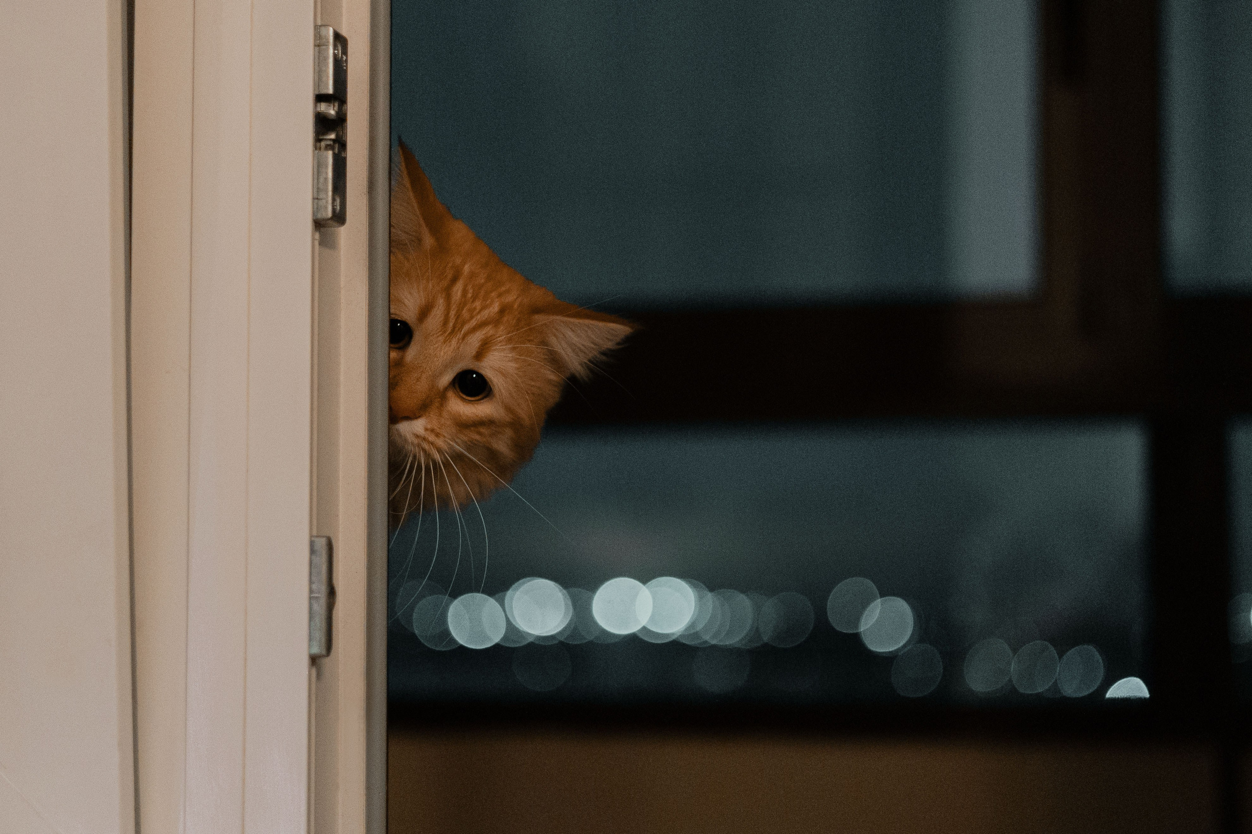 Рыжий Маффин, Алёна и Антон. Фотограф Анималист Екатерина Справцева в Нижнем Новгороде