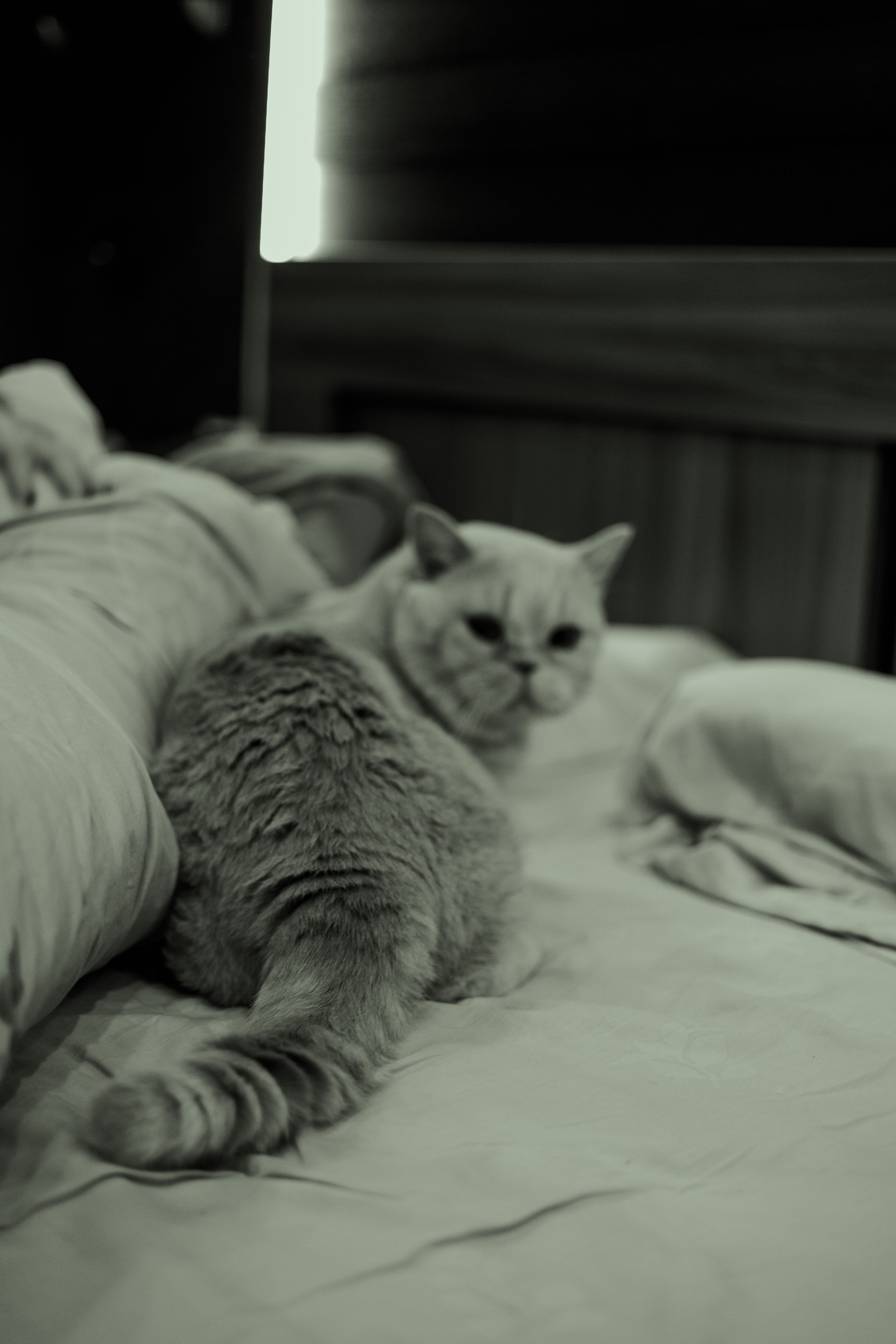 Иксик, Маффин и Надя. Фотограф Анималист Екатерина Справцева в Нижнем Новгороде