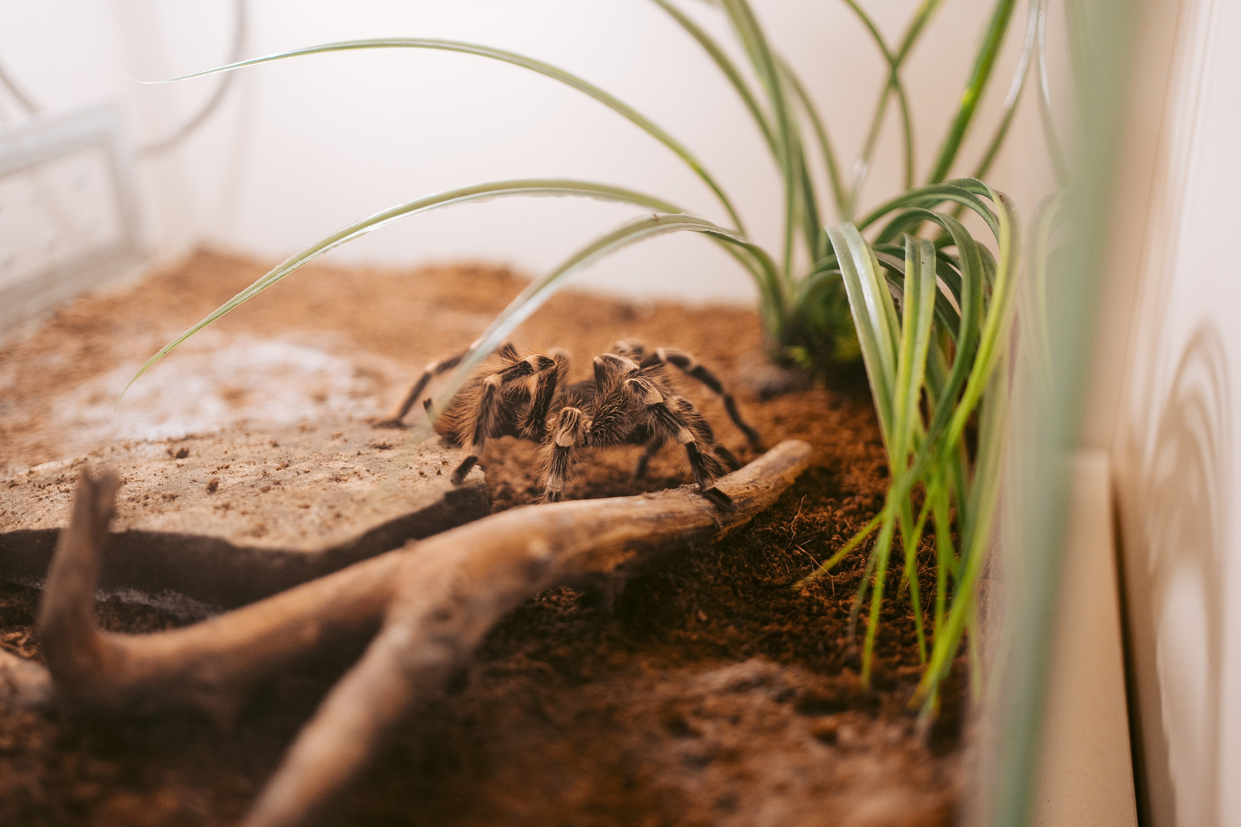 Ночь искусств 2023. Фотограф на любое событие в Кемерово